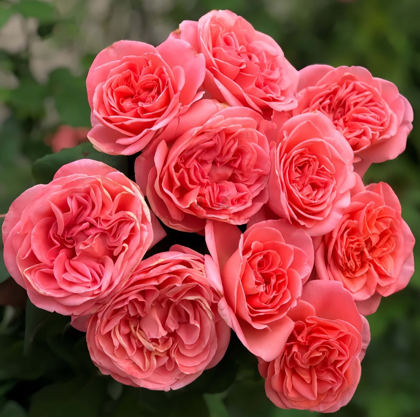 Mademoiselle Meilland Rose丨Wholesale Rose Farms