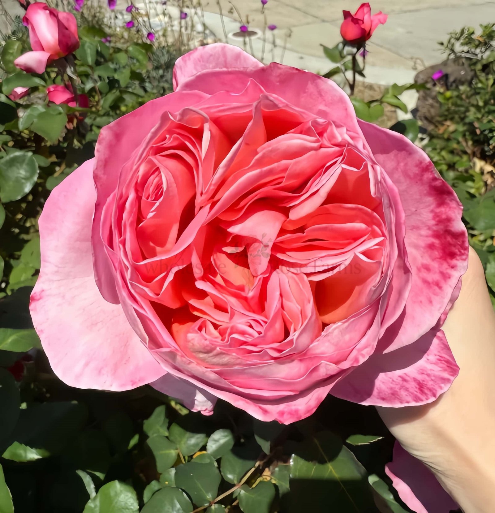 Mademoiselle Meilland Rose for Wholesale丨Wholesale Rose Farms