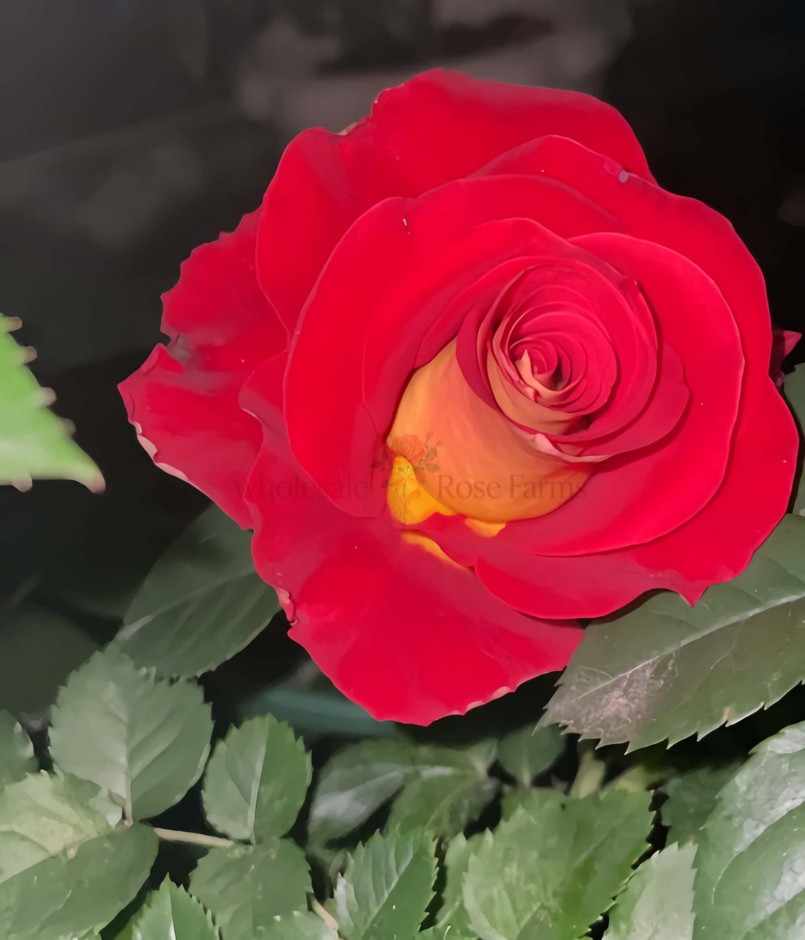 Meilambra Rose plant丨Wholesale Rose Farms