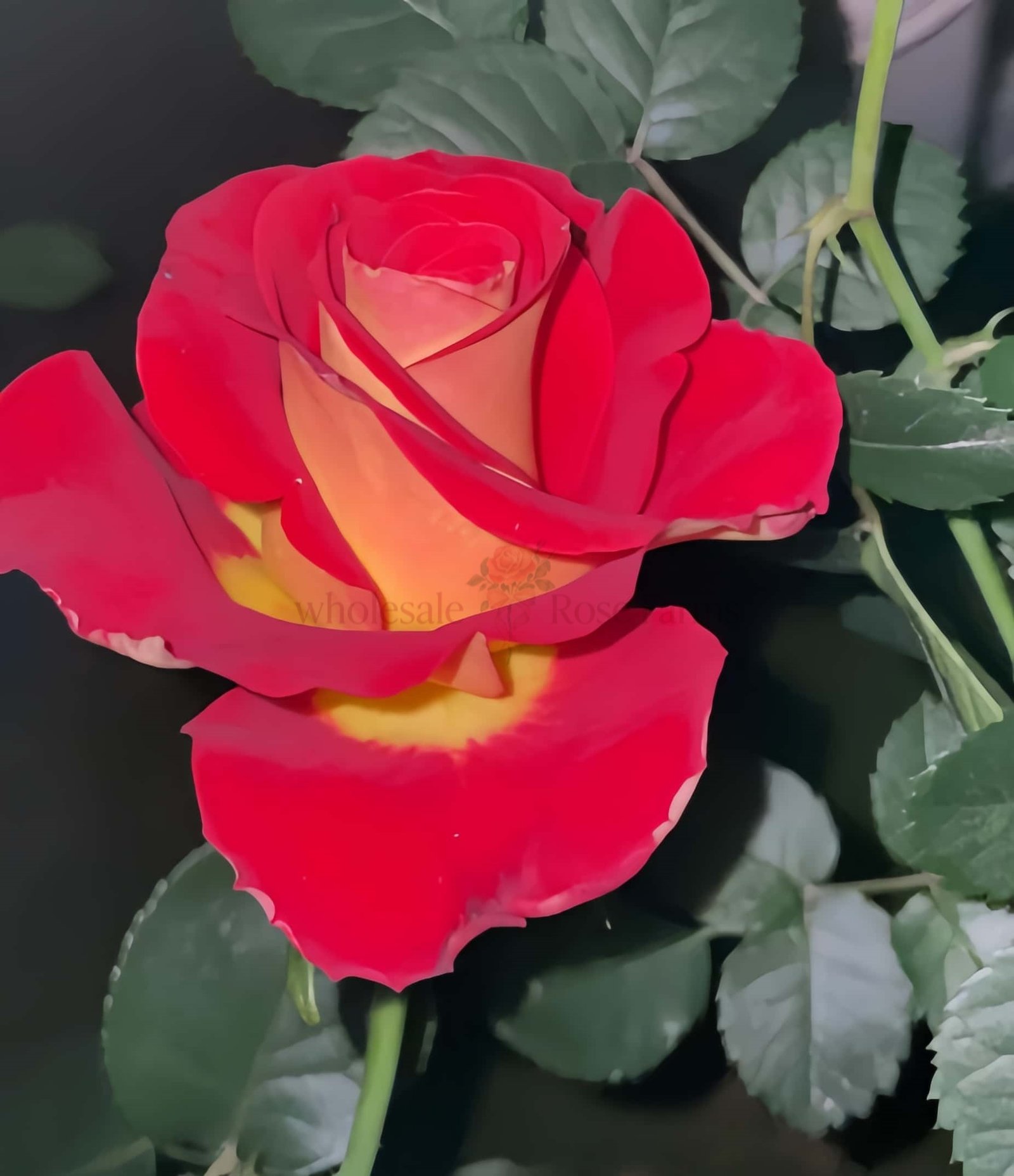 Meilambra Rose丨Wholesale Rose Farms
