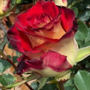 Meilambra Rose for Wholesale丨Wholesale Rose Farms