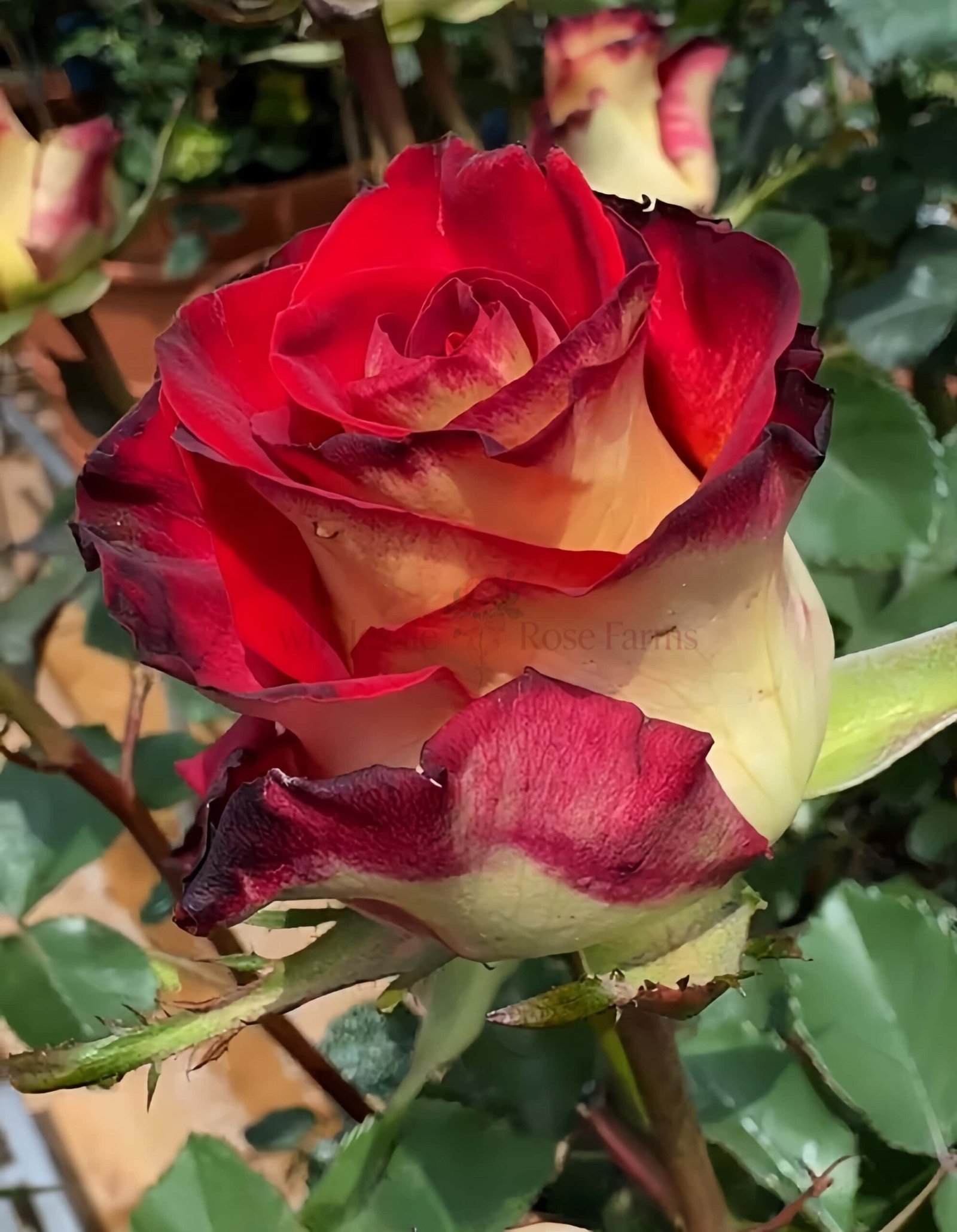 Meilambra Rose for Wholesale丨Wholesale Rose Farms