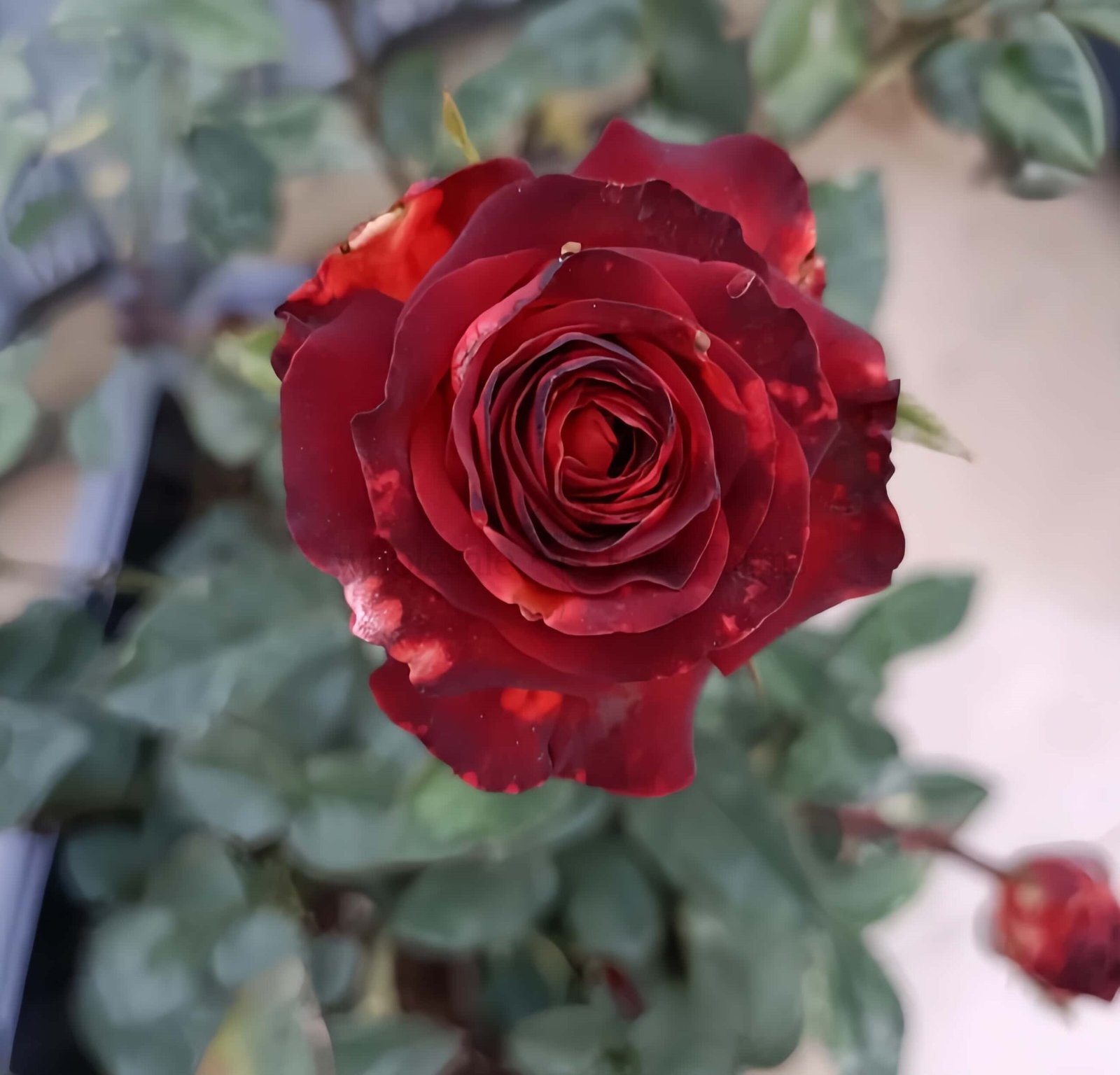 Meteorite Rose plant丨Wholesale Rose Farms
