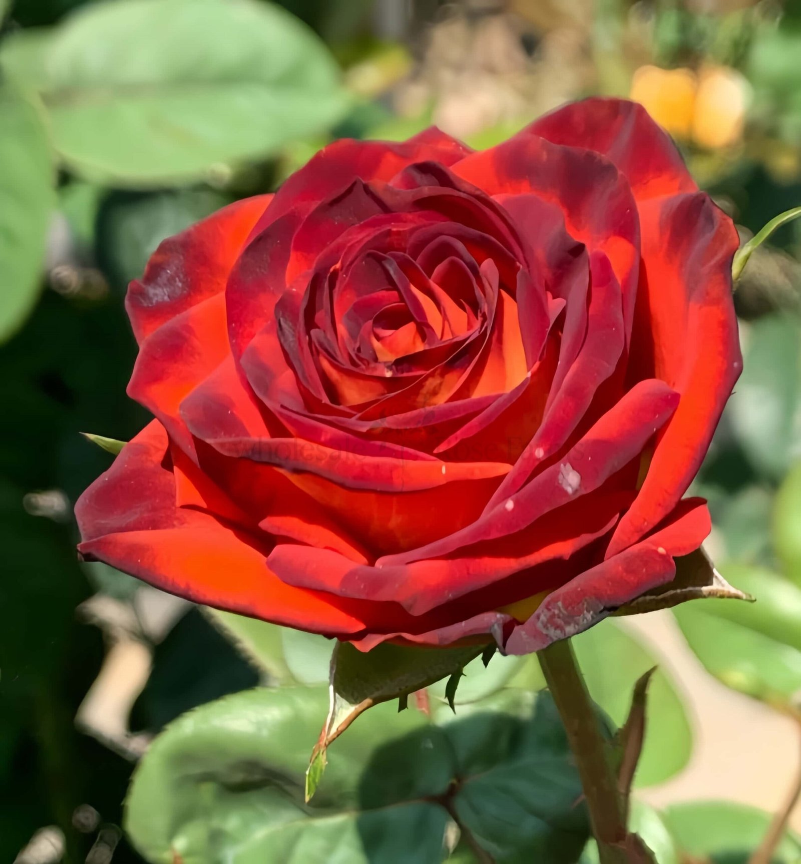 Meteorite Rose丨Wholesale Rose Farms
