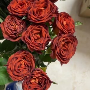 Meteorite Rose for Wholesale丨Wholesale Rose Farms