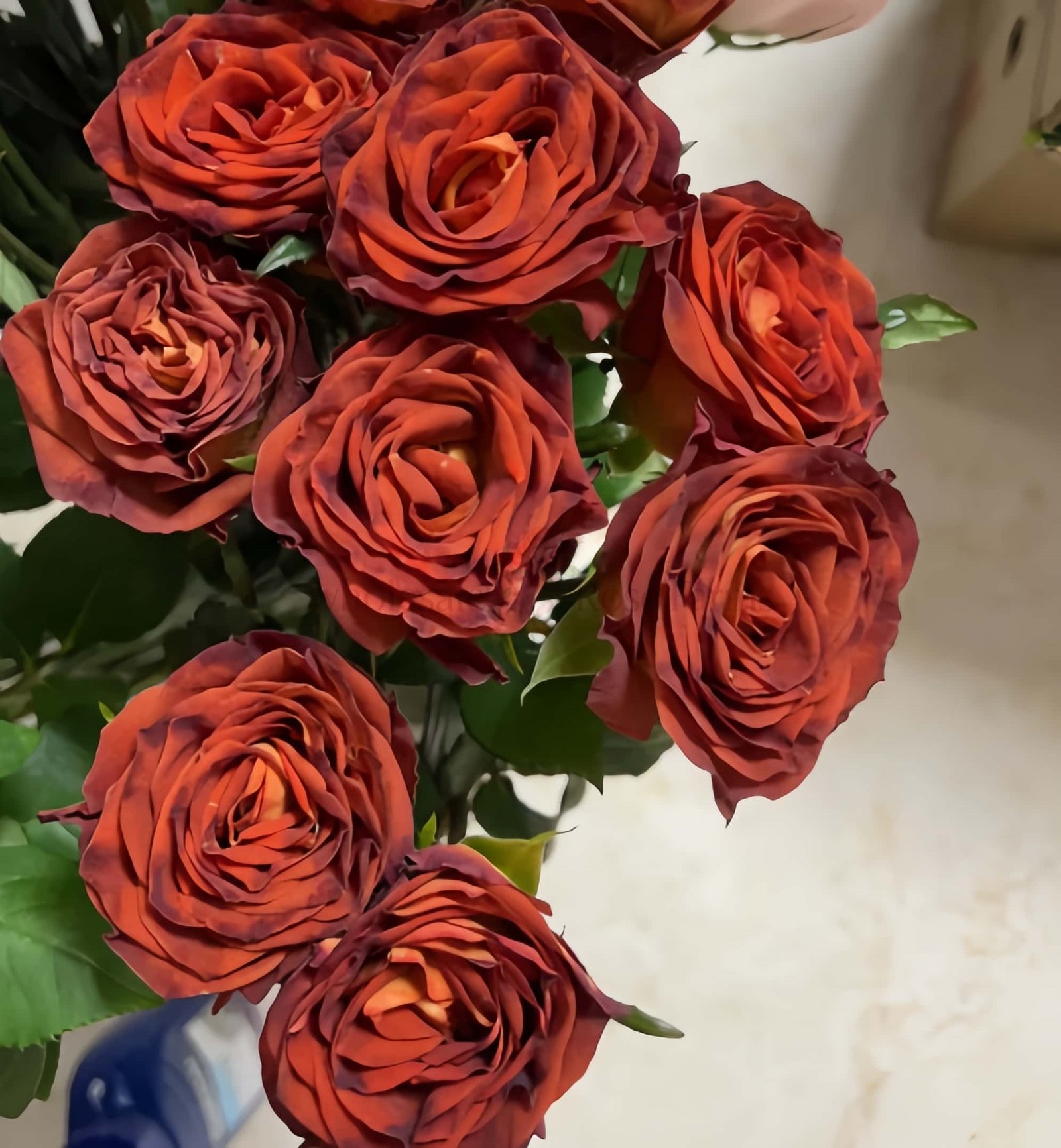Meteorite Rose for Wholesale丨Wholesale Rose Farms