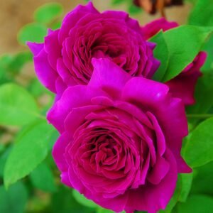 Promesse Eternelle Rose丨Wholesale Rose Farms