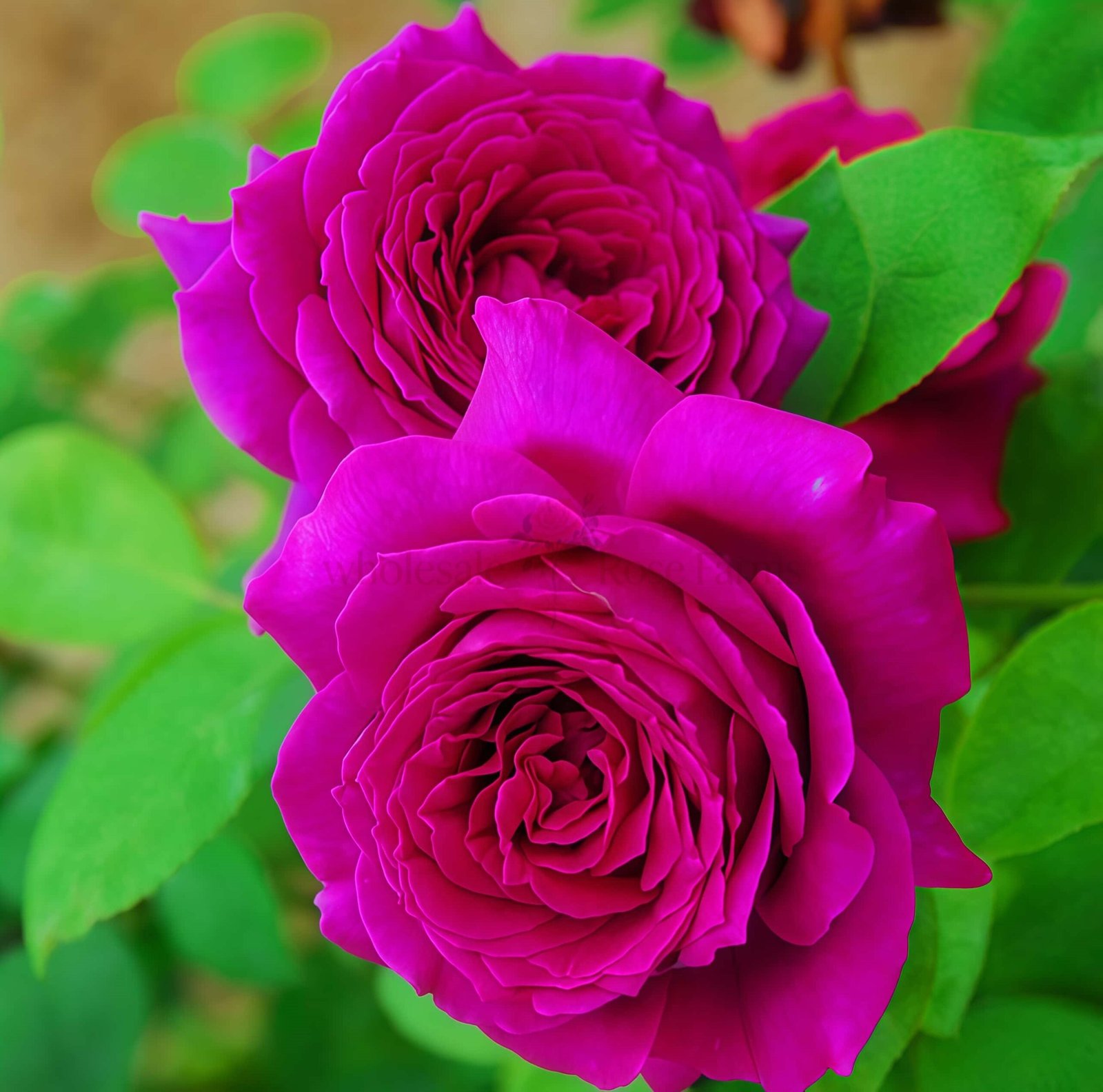 Promesse Eternelle Rose丨Wholesale Rose Farms