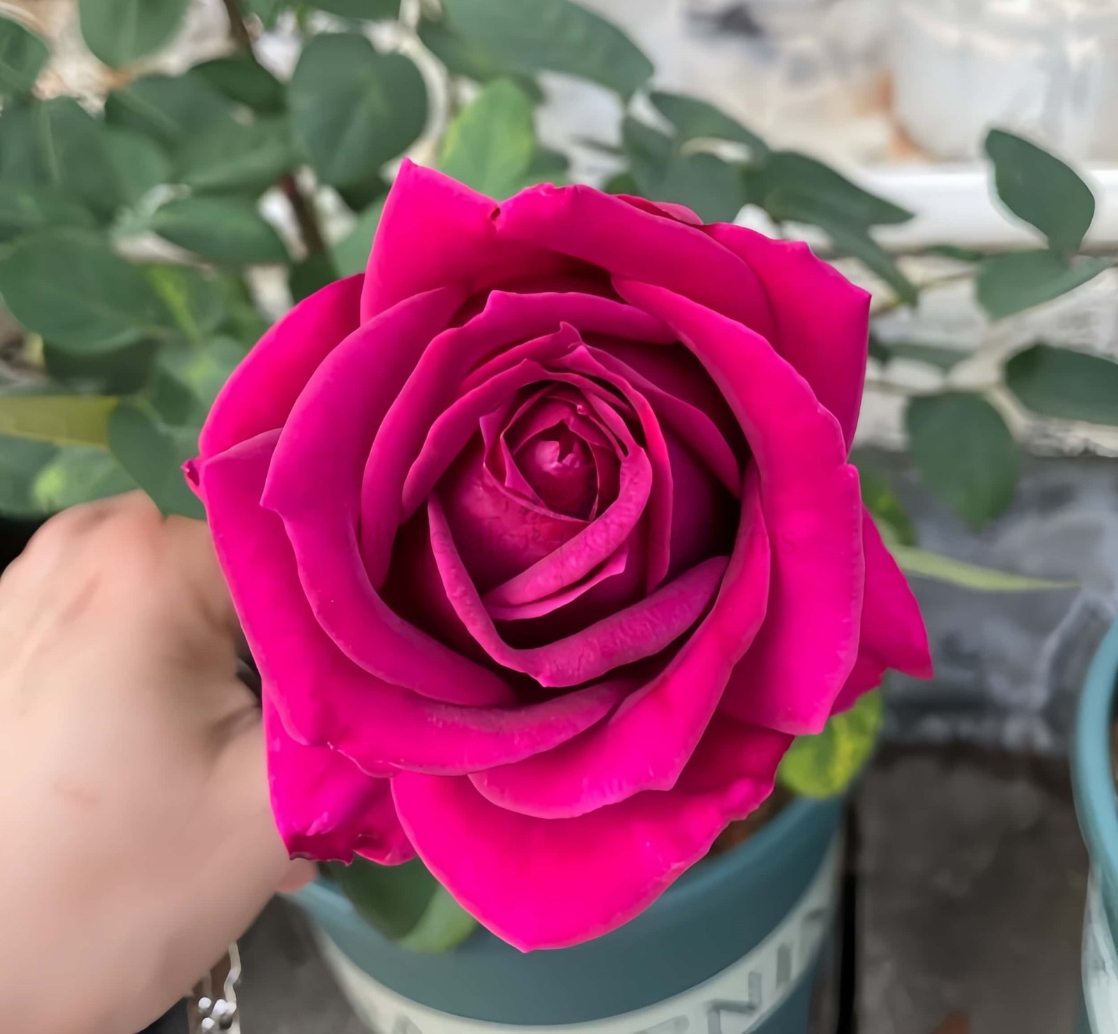 Promesse Eternelle Rose for Wholesale丨Wholesale Rose Farms