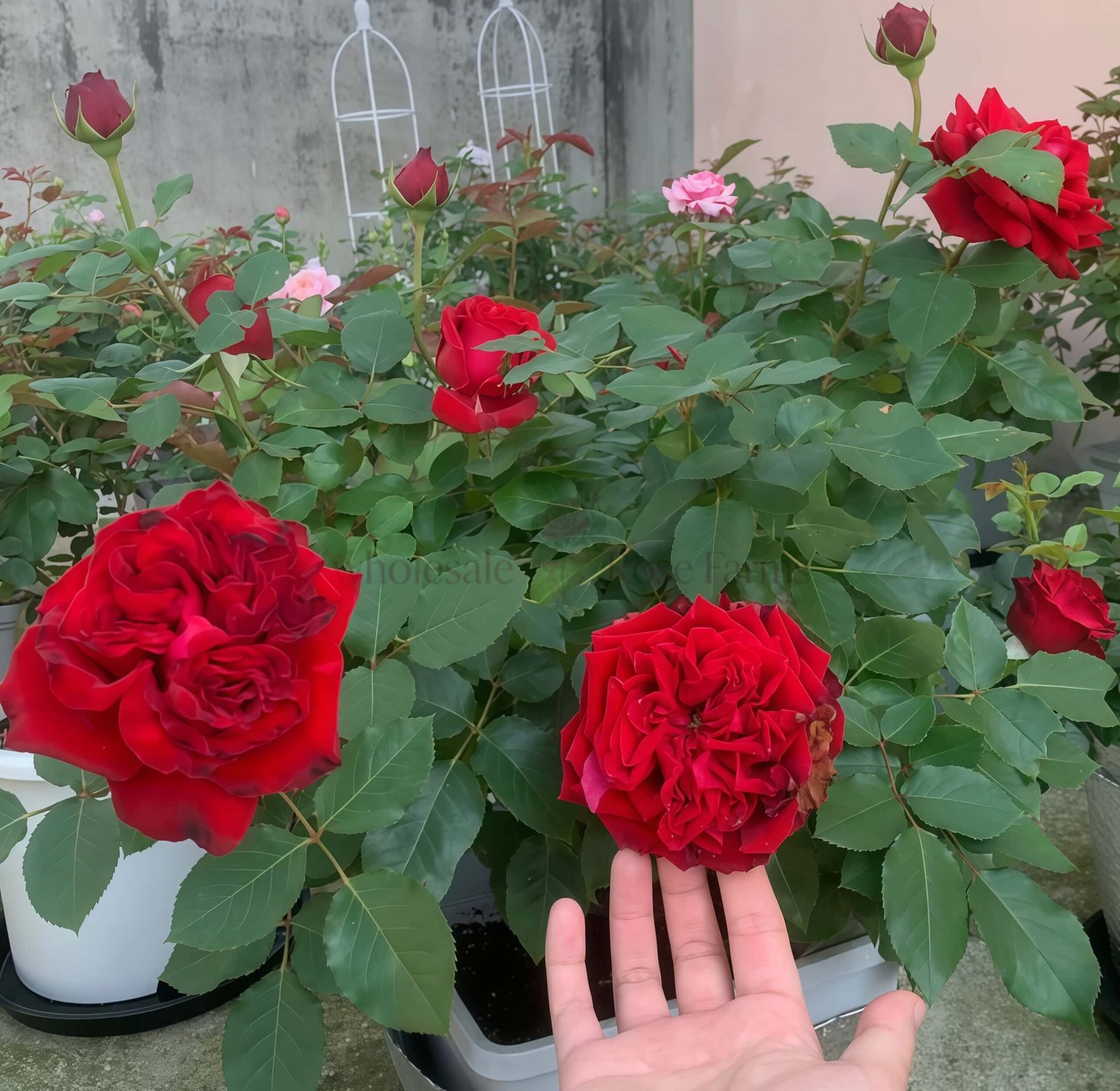 Red Glory Rose plant丨Wholesale Rose Farms