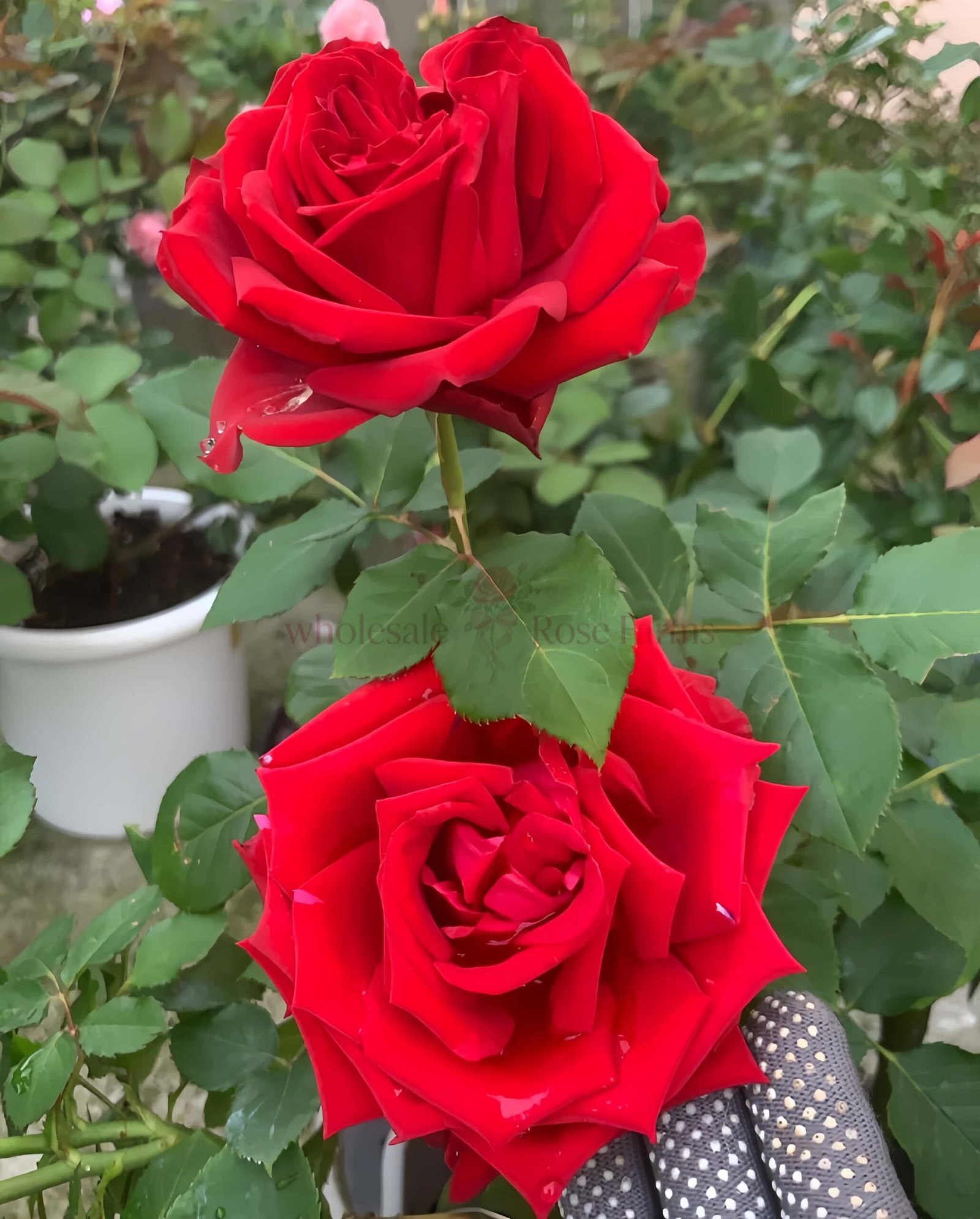 Red Glory Rose丨Wholesale Rose Farms