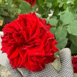 Red Glory Rose for Wholesale丨Wholesale Rose Farms