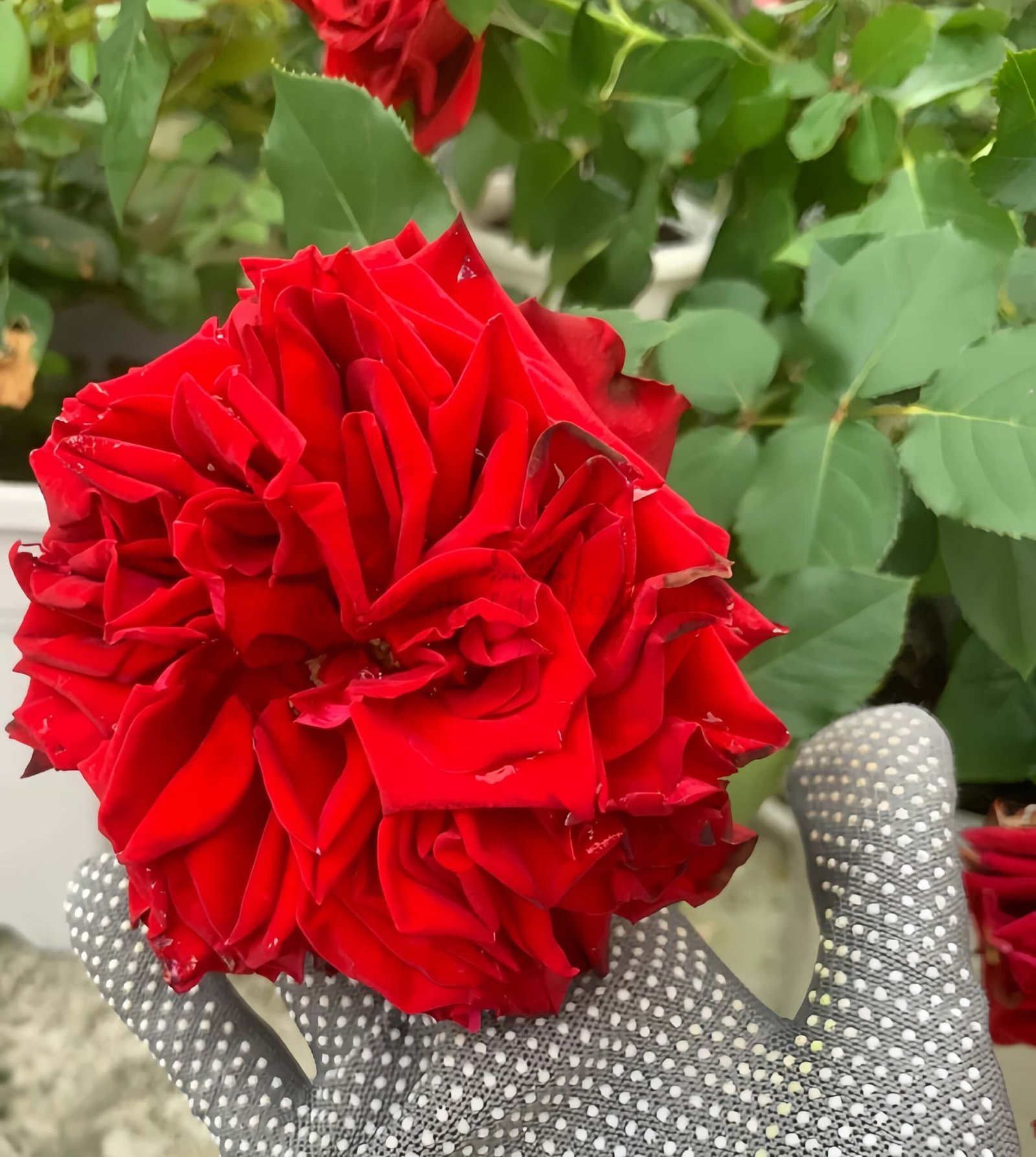 Red Glory Rose for Wholesale丨Wholesale Rose Farms