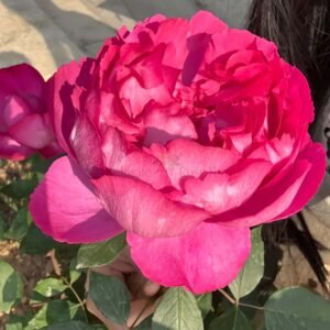 Rouge de Parfum Rose plant丨Wholesale Rose Farms