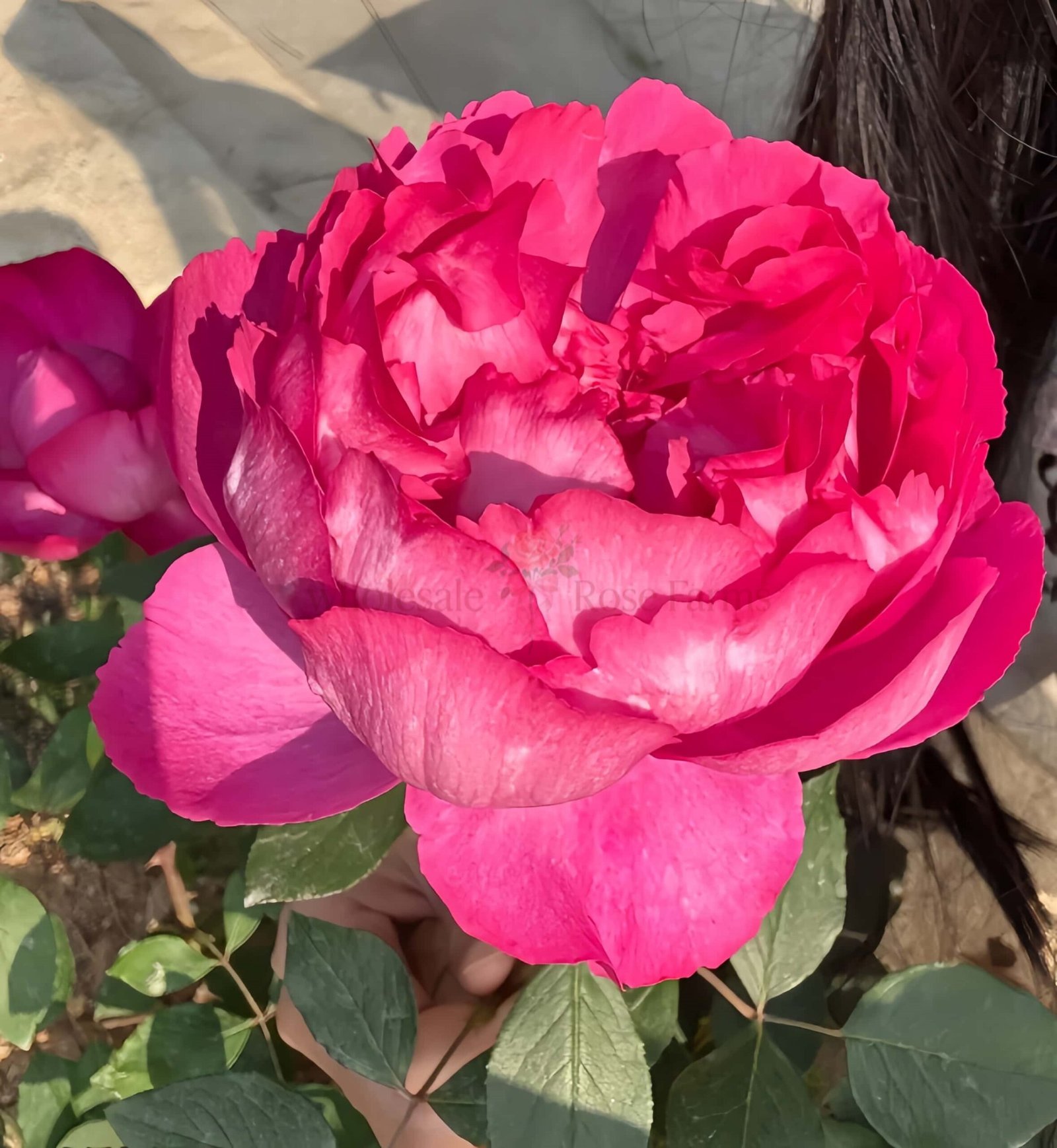 Rouge de Parfum Rose plant丨Wholesale Rose Farms