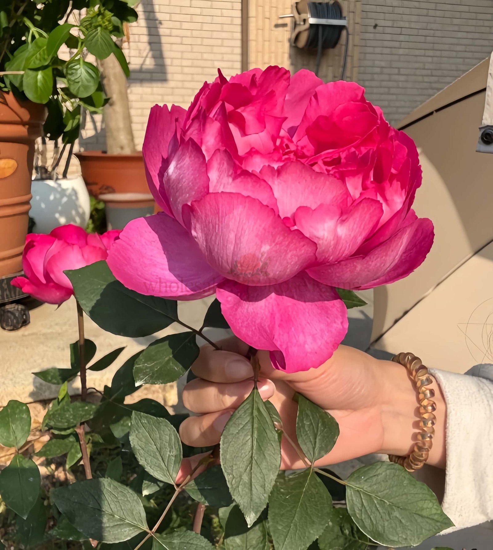 Rouge de Parfum Rose丨Wholesale Rose Farms