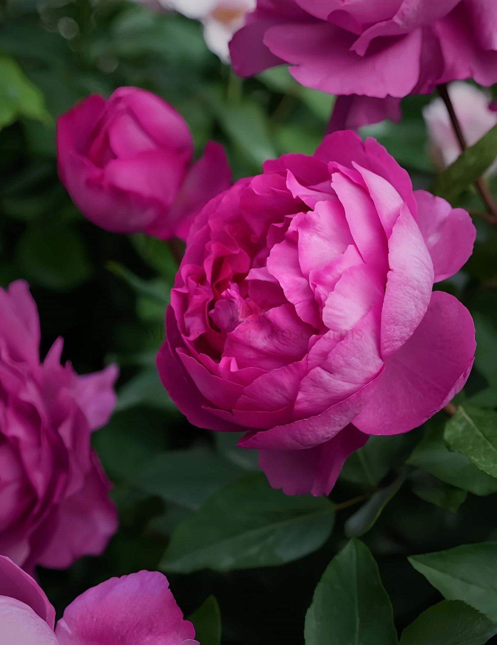 Rouge de Parfum Rose for Wholesale丨Wholesale Rose Farms