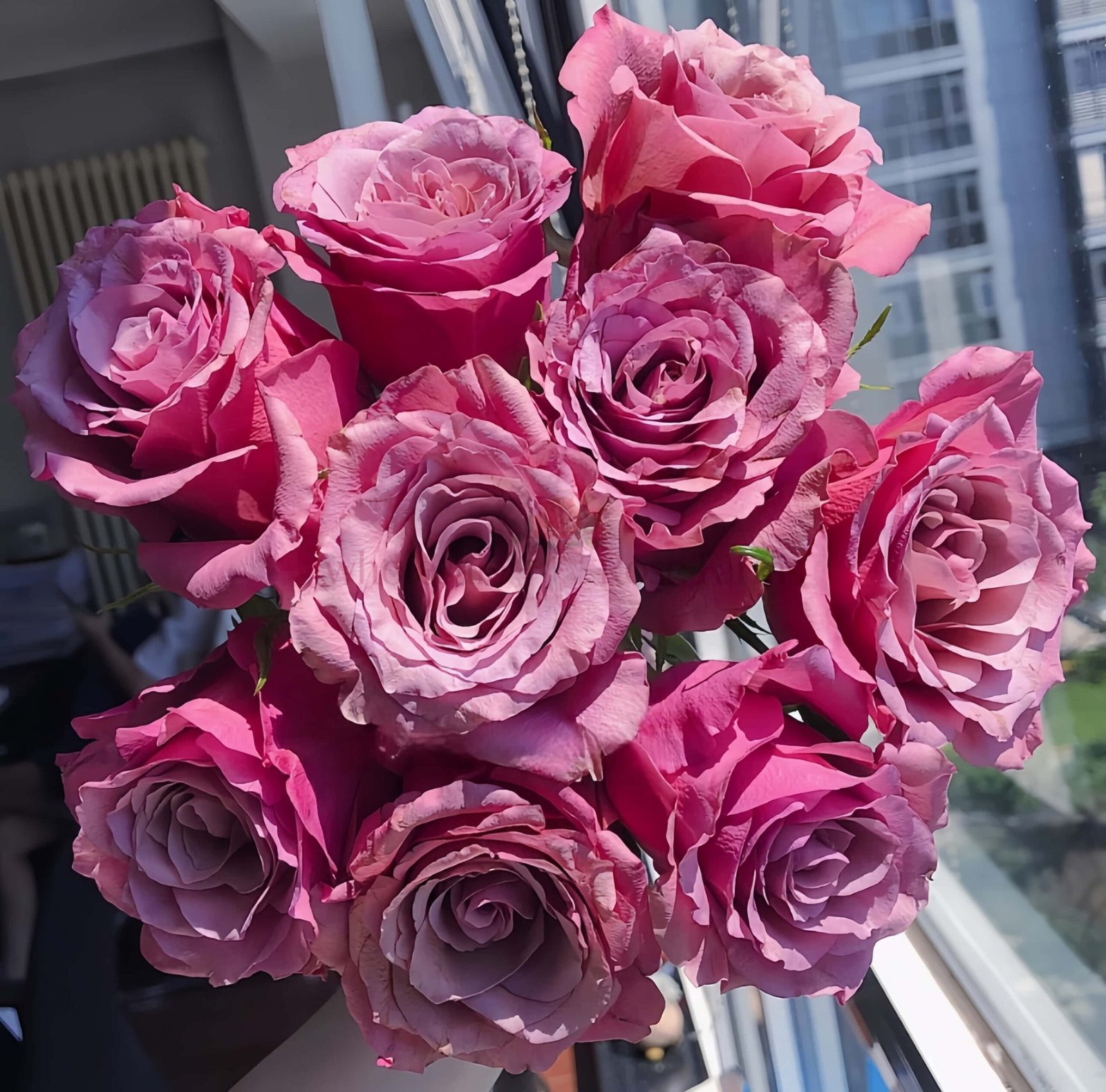 Magic Silver Rose plant丨Wholesale Rose Farms