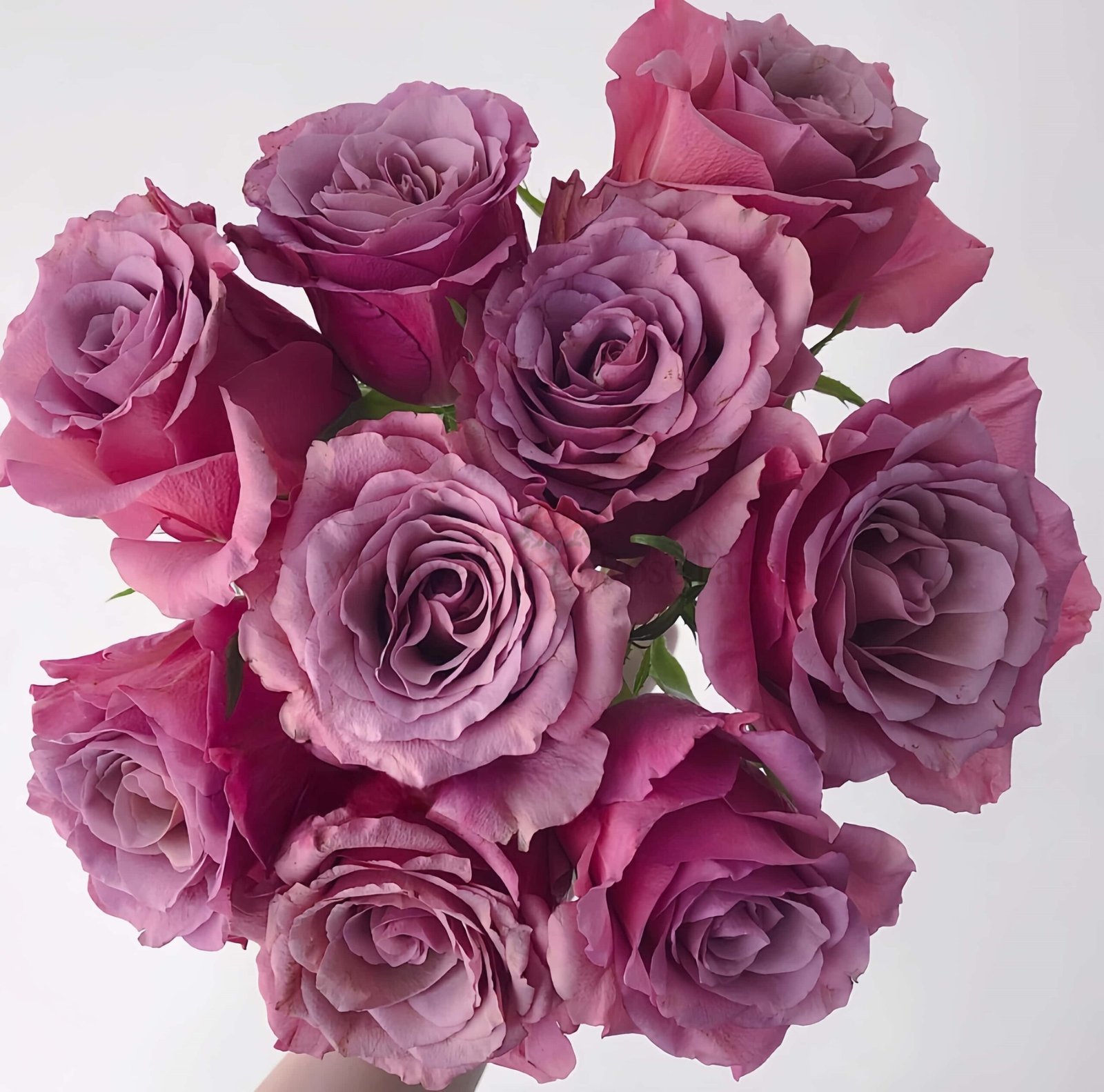 Magic Silver Rose丨Wholesale Rose Farms