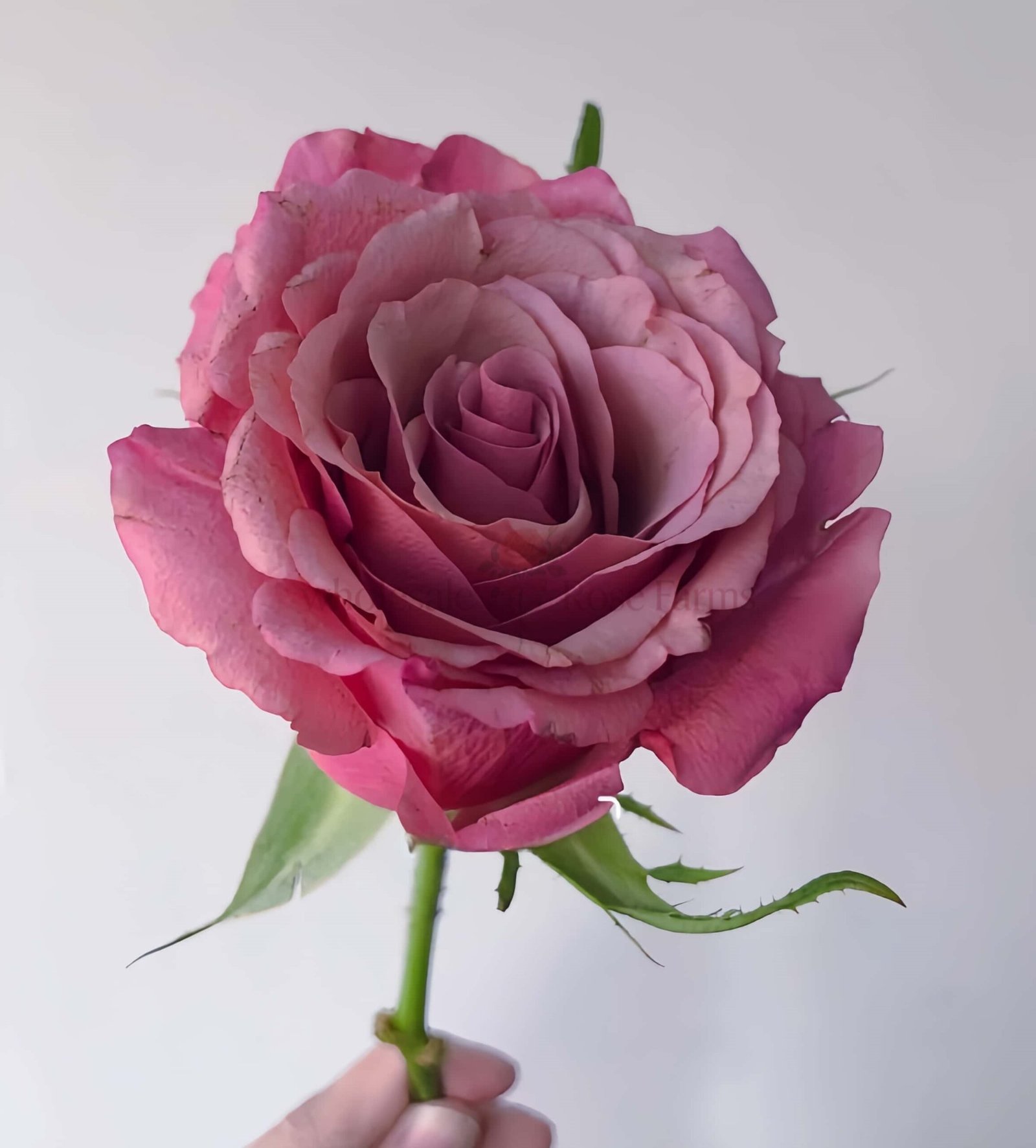 Magic Silver Rose for Wholesale丨Wholesale Rose Farms