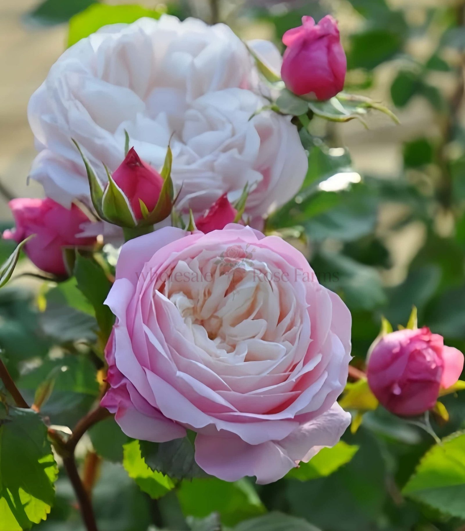 Pirouette Rose plant丨Wholesale Rose Farms