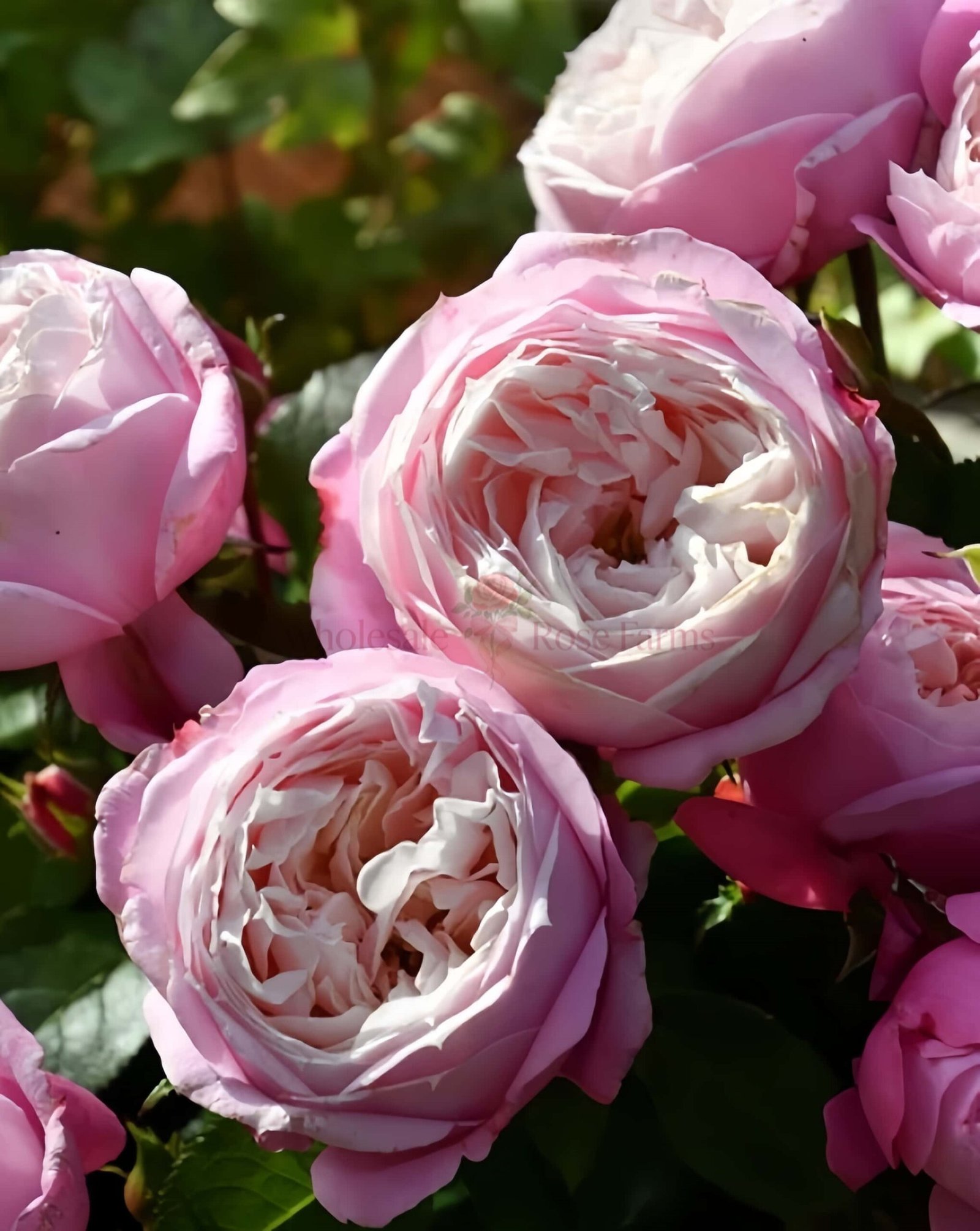 Pirouette Rose丨Wholesale Rose Farms
