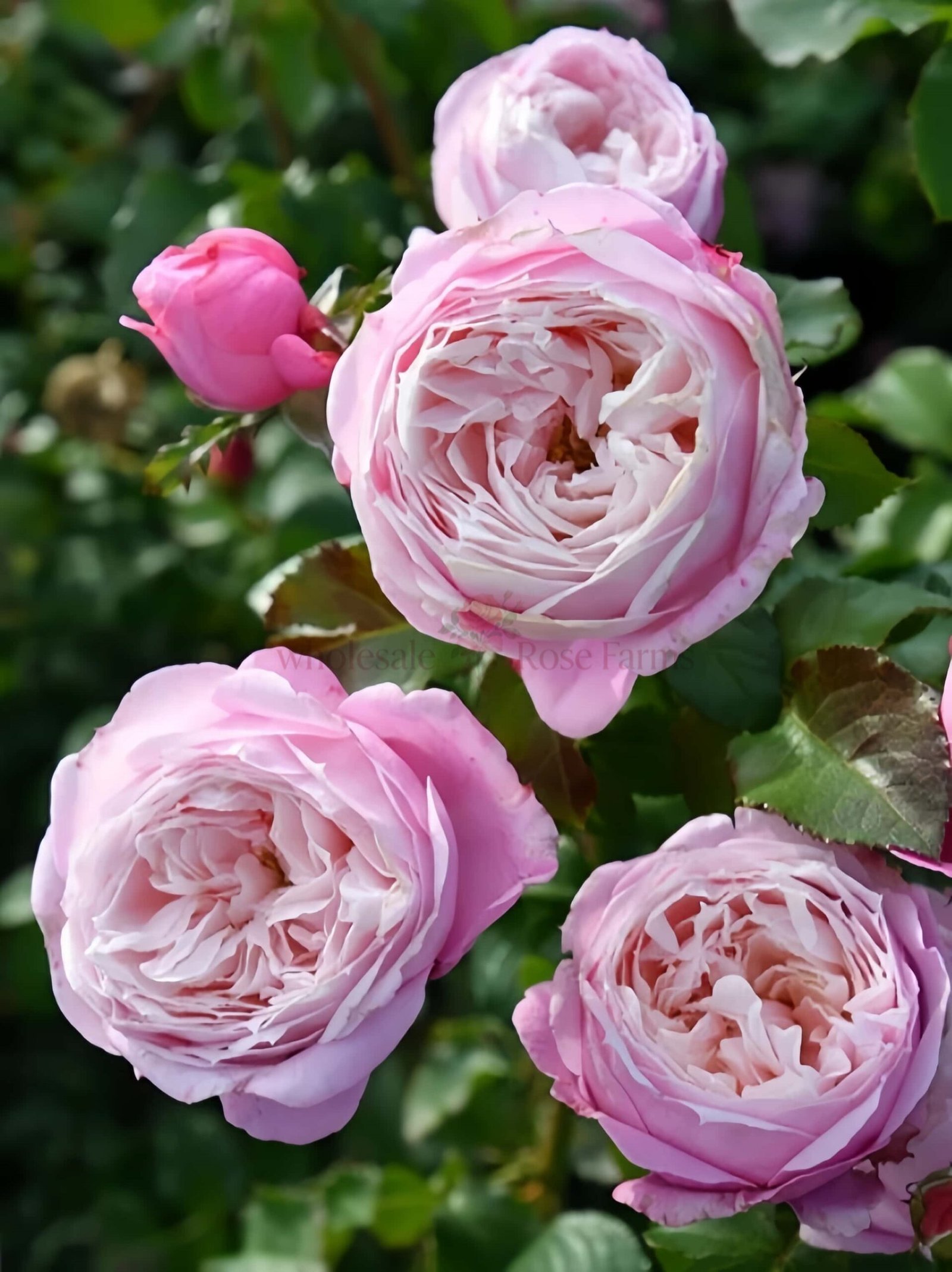 Pirouette Rose for Wholesale丨Wholesale Rose Farms