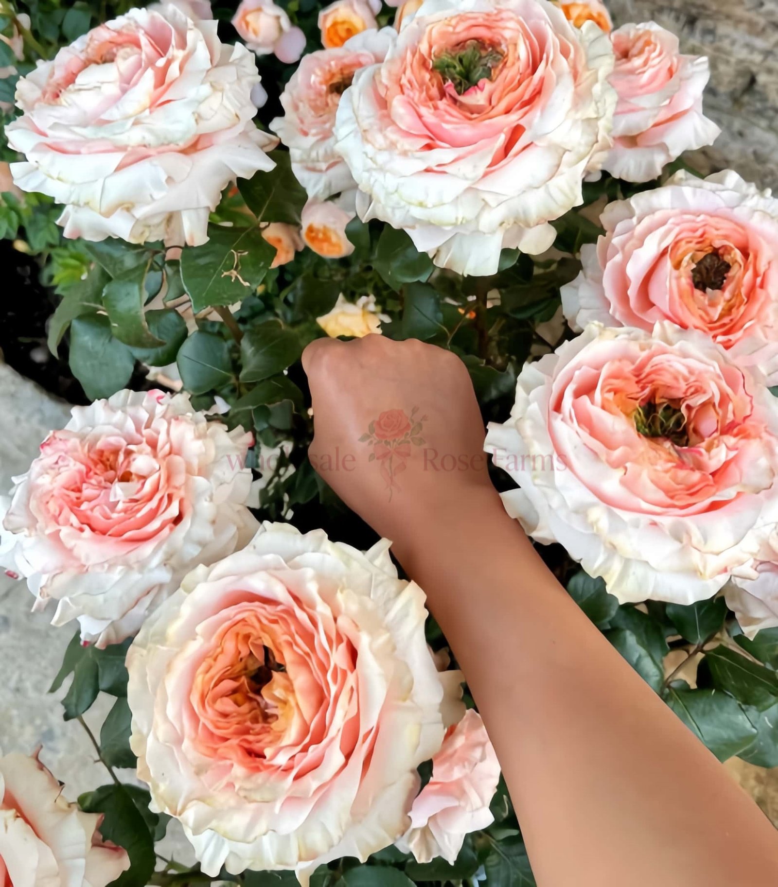 Princess Crown Rose plant丨Wholesale Rose Farms