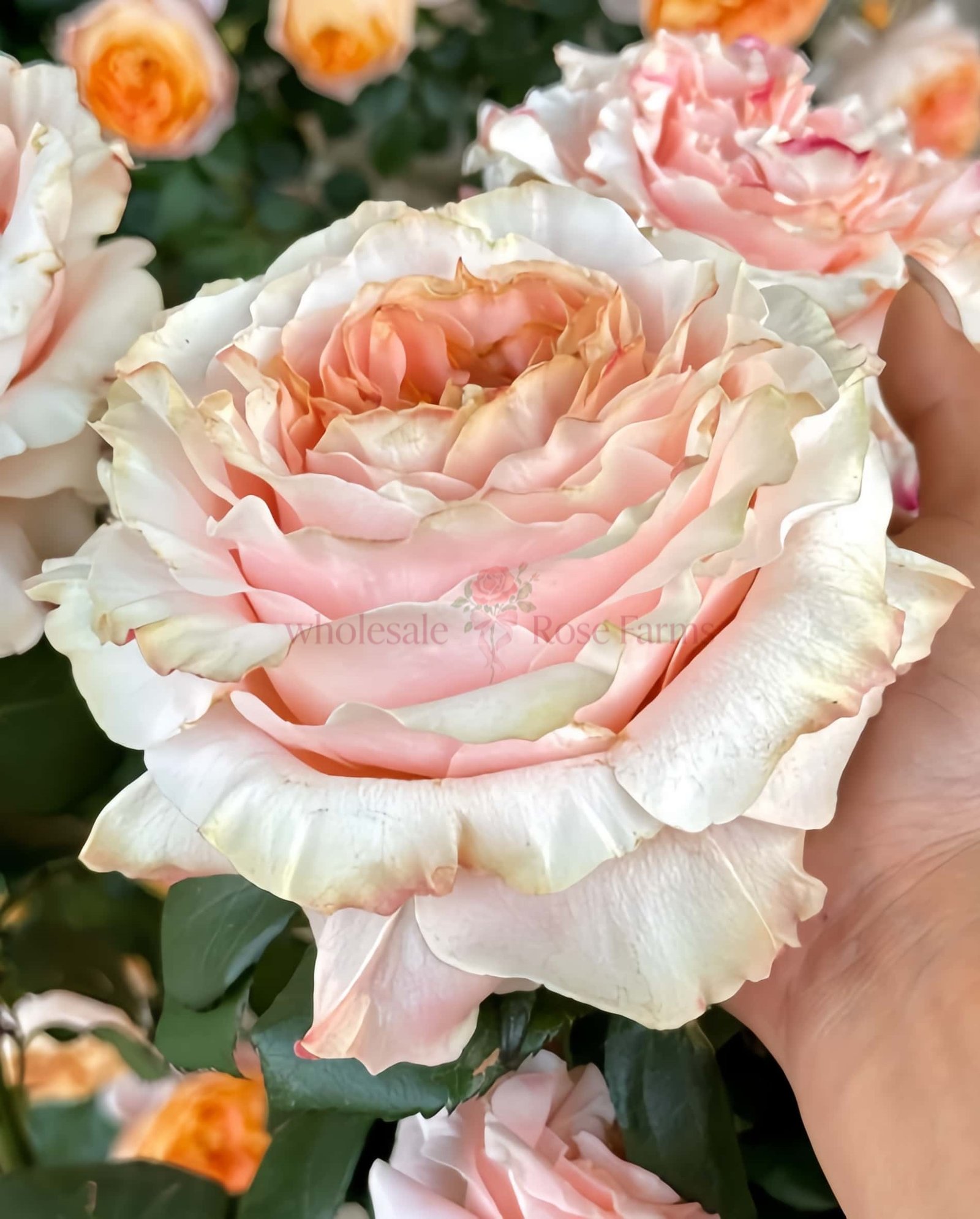 Princess Crown Rose丨Wholesale Rose Farms