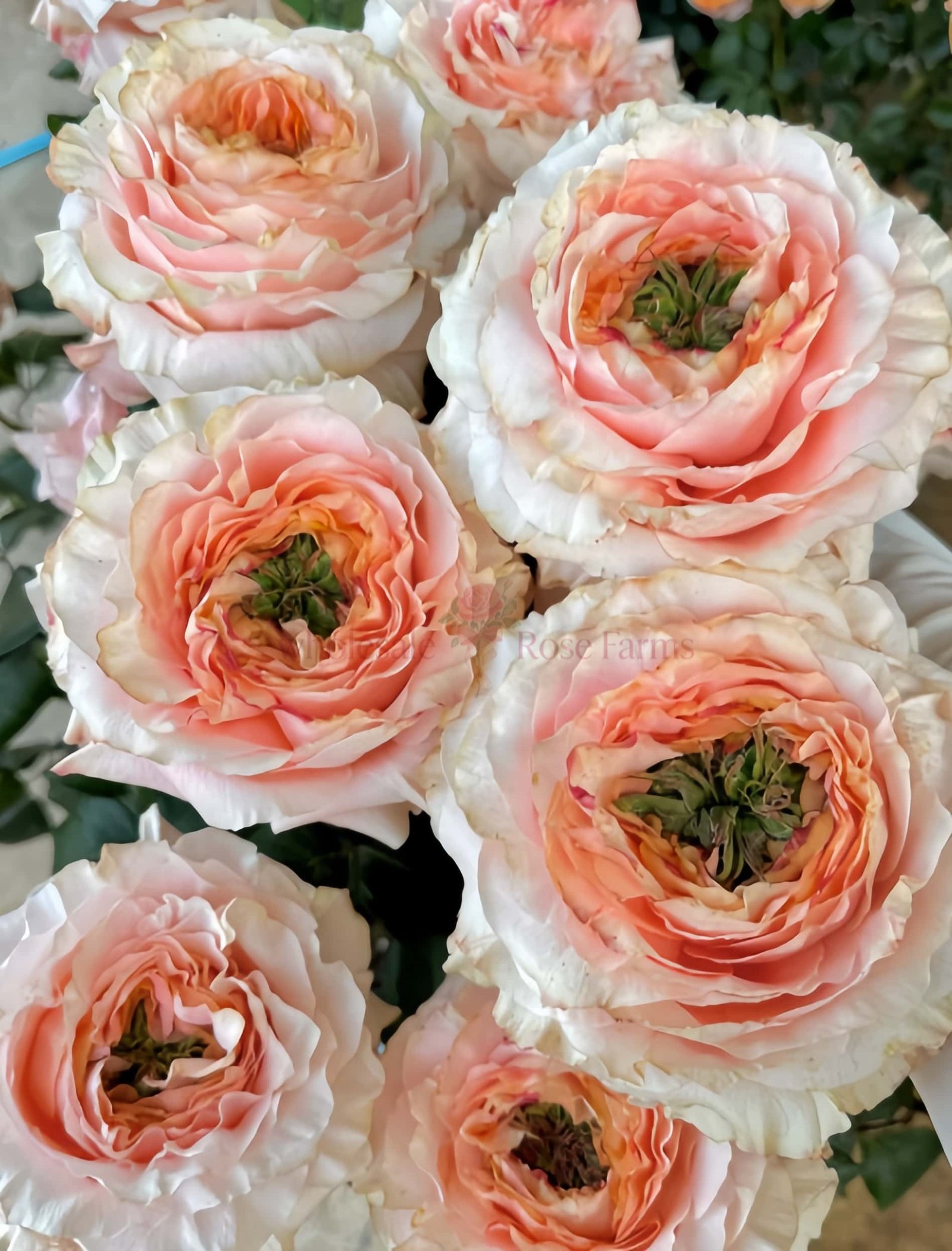 Princess Crown Rose for Wholesale丨Wholesale Rose Farms
