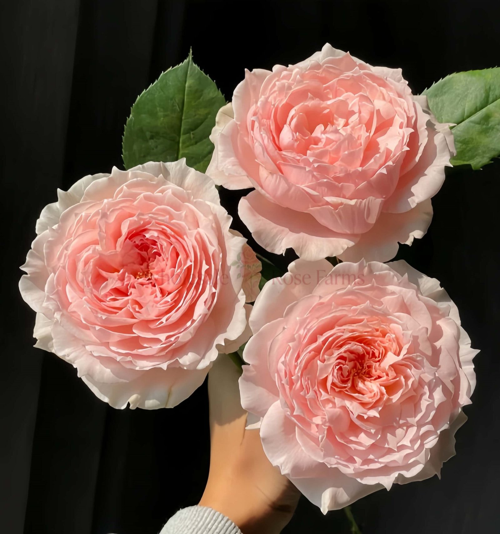 Princess Hitomi Rose plant丨Wholesale Rose Farms