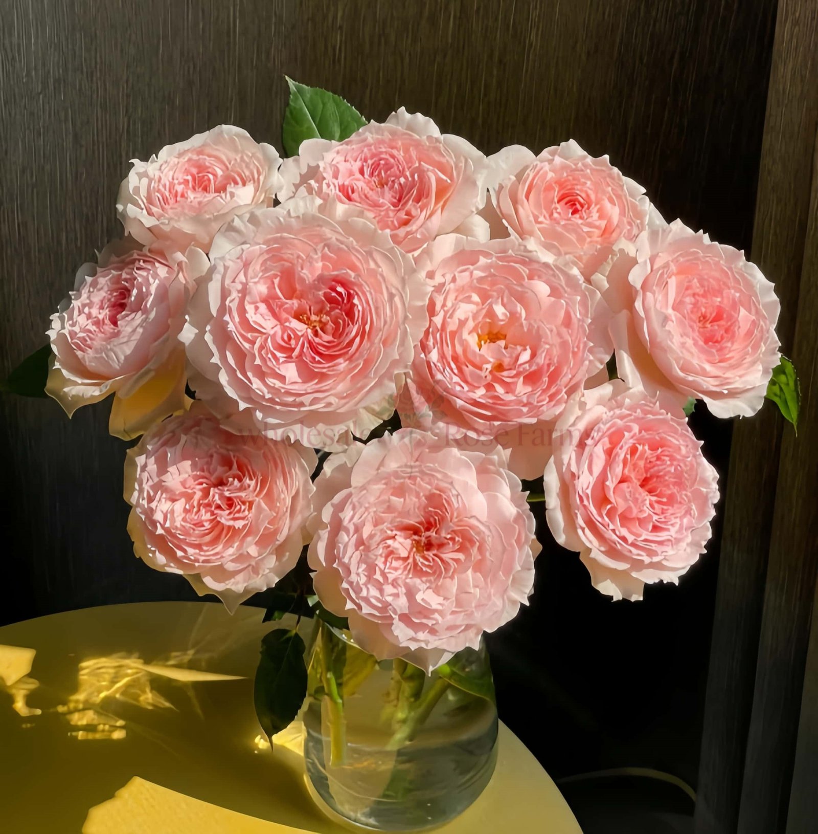 Princess Hitomi Rose丨Wholesale Rose Farms