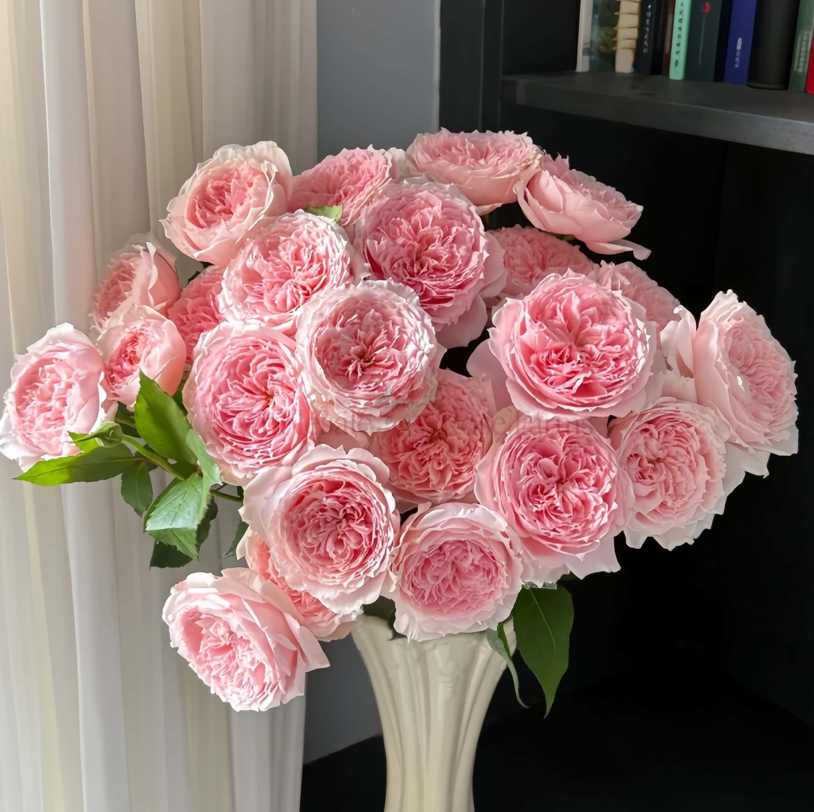 Princess Hitomi Rose for Wholesale丨Wholesale Rose Farms