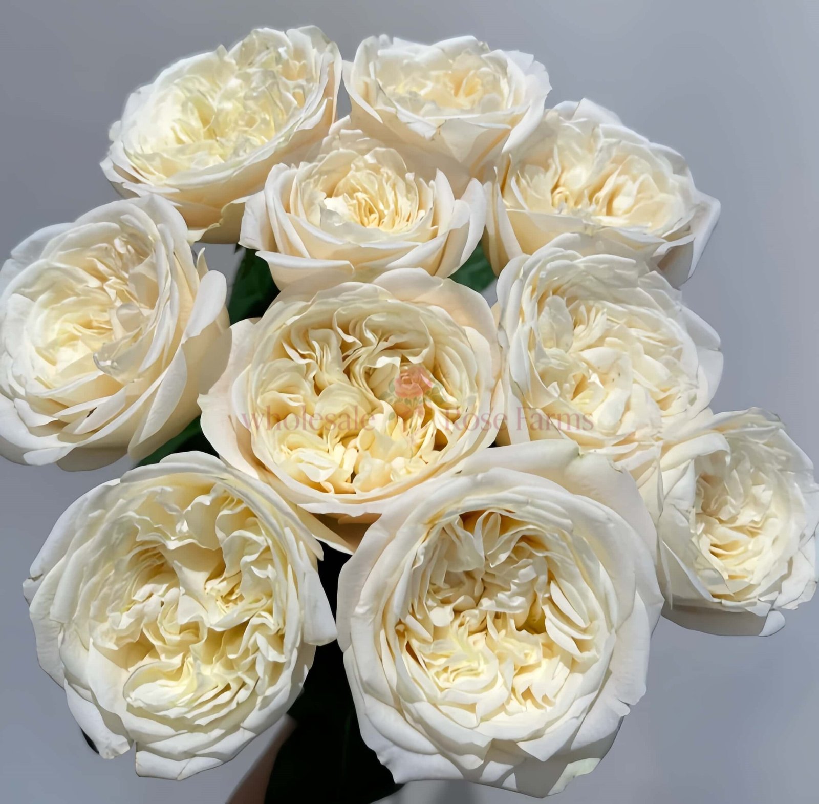 Priscilla Rose plant丨Wholesale Rose Farms