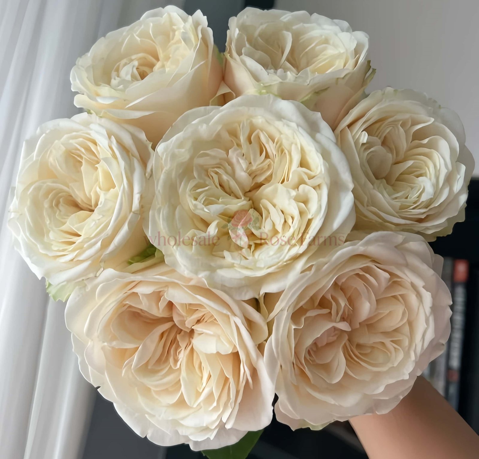 Priscilla Rose丨Wholesale Rose Farms