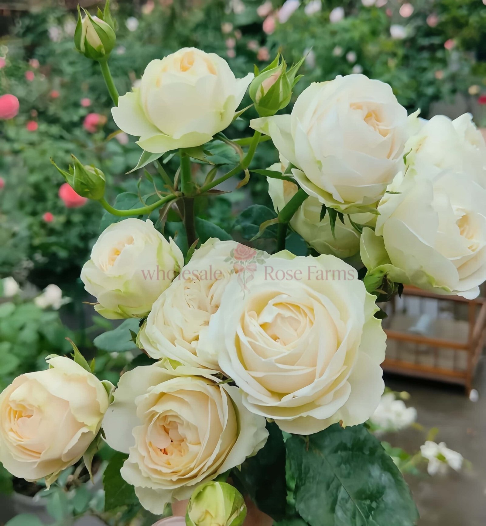 Priscilla Rose for Wholesale丨Wholesale Rose Farms