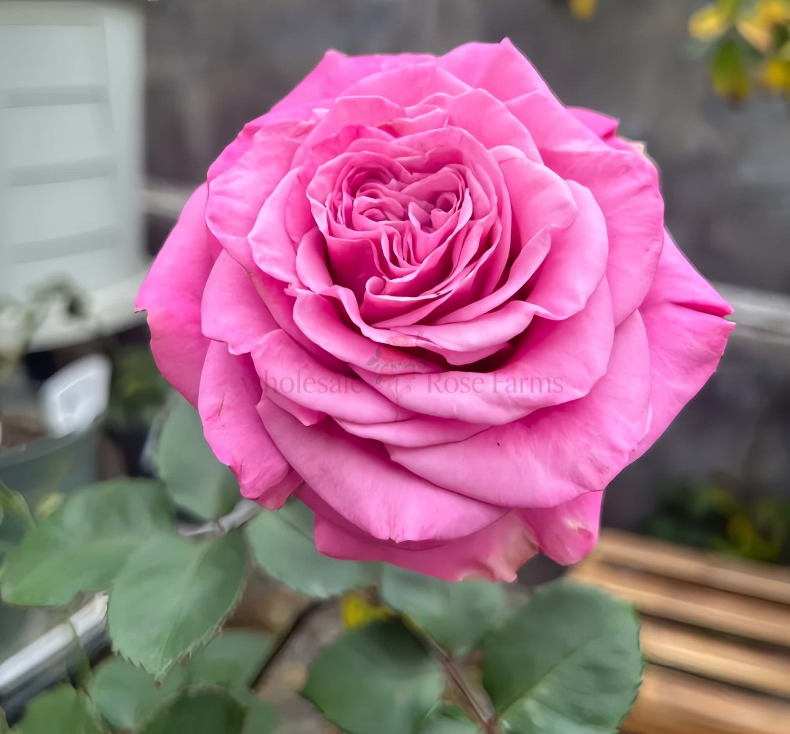 Queens Crown Rose plant丨Wholesale Rose Farms