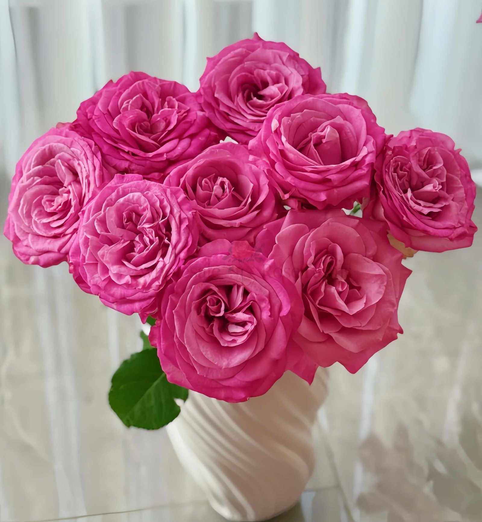 Queens Crown Rose丨Wholesale Rose Farms