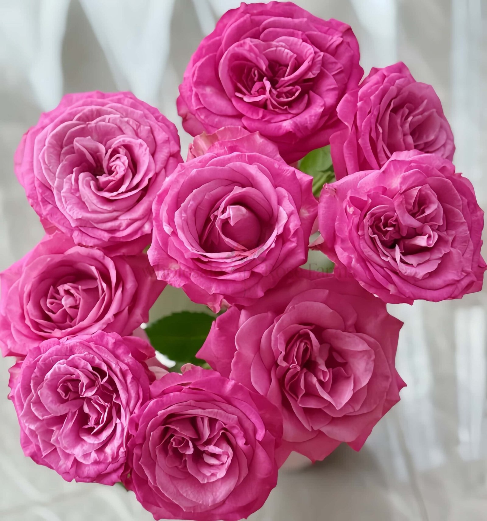 Queens Crown Rose for Wholesale丨Wholesale Rose Farms
