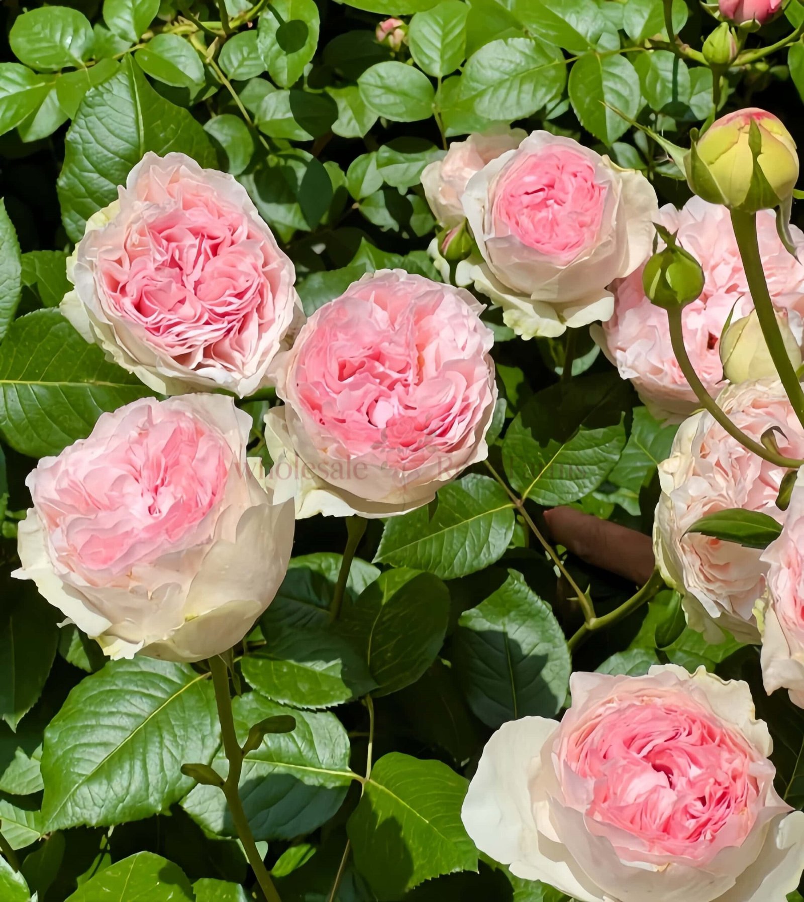 Respride Fille Rose plant丨Wholesale Rose Farms
