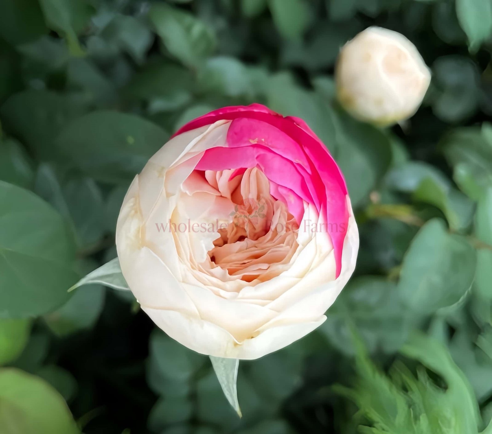 Shiratama Rose plant丨Wholesale Rose Farms