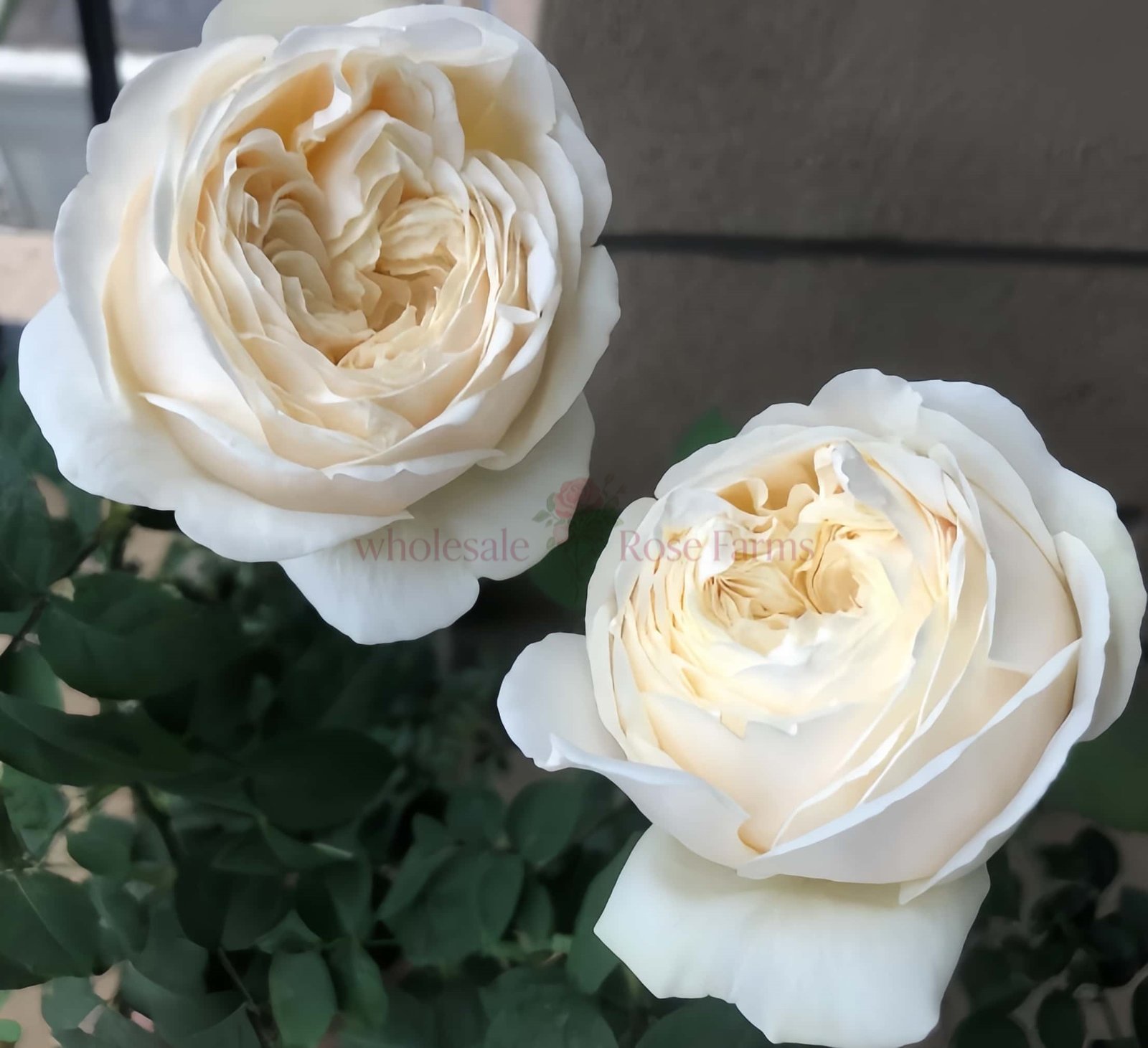 Shiratama Rose丨Wholesale Rose Farms