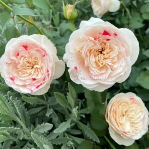 Shiratama Rose for Wholesale丨Wholesale Rose Farms
