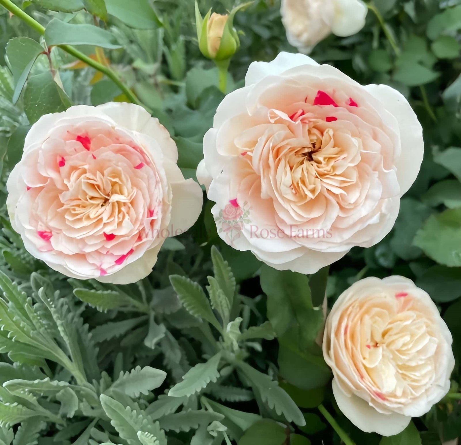 Shiratama Rose for Wholesale丨Wholesale Rose Farms