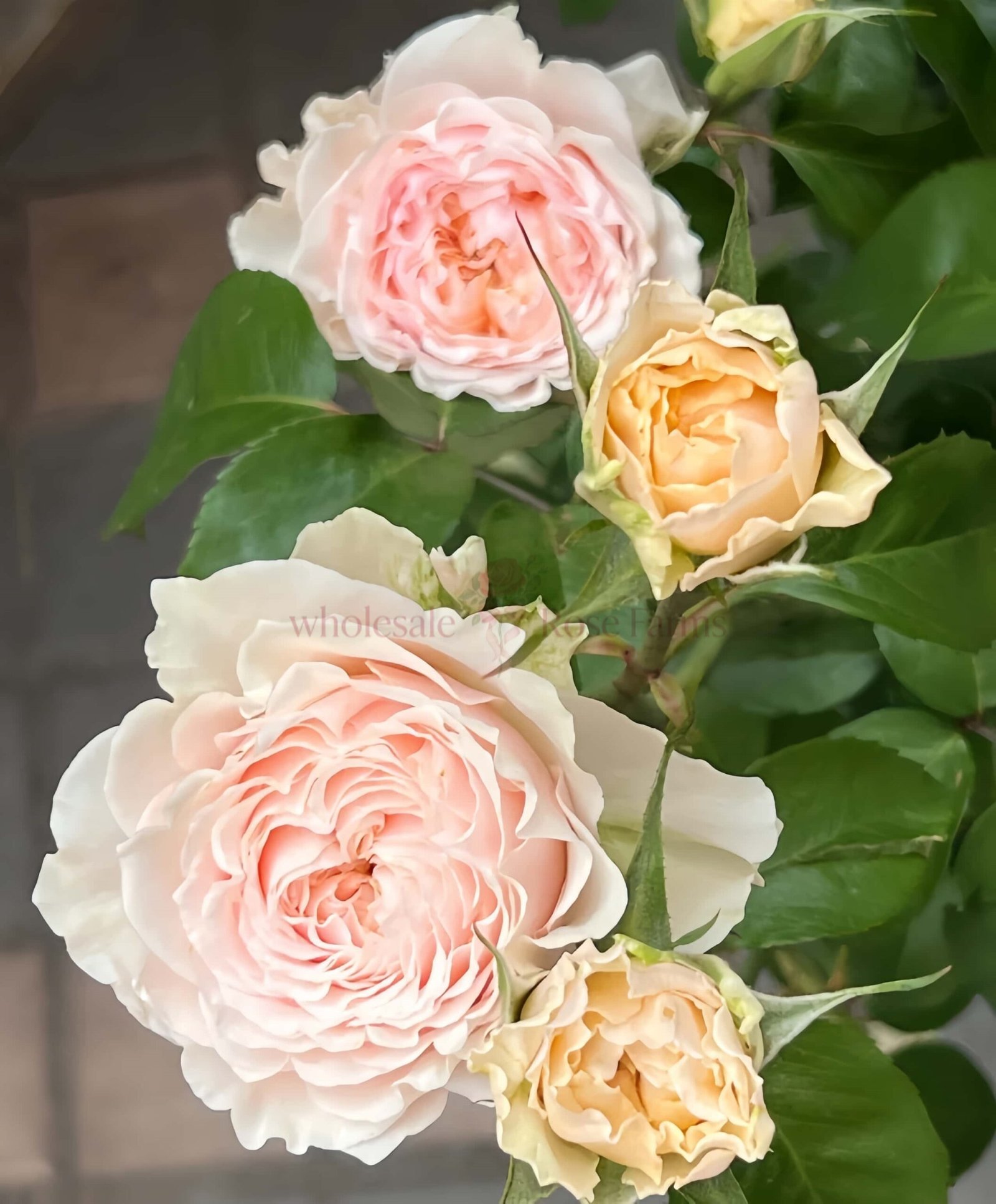 Victoria Bride Rose plant丨Wholesale Rose Farms