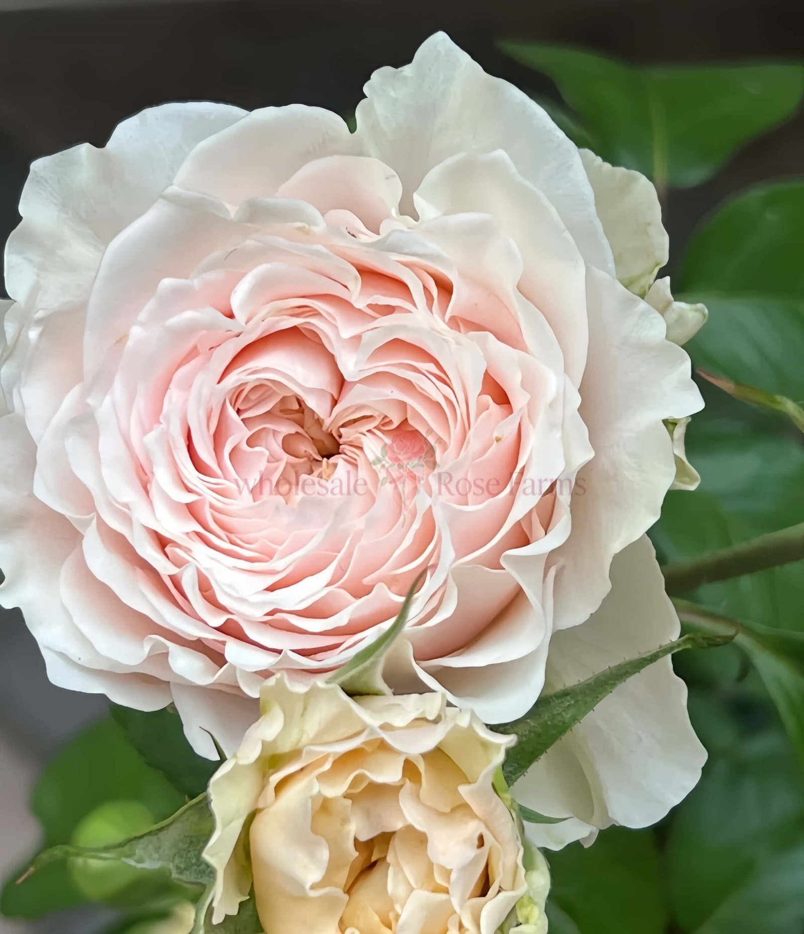 Victoria Bride Rose丨Wholesale Rose Farms