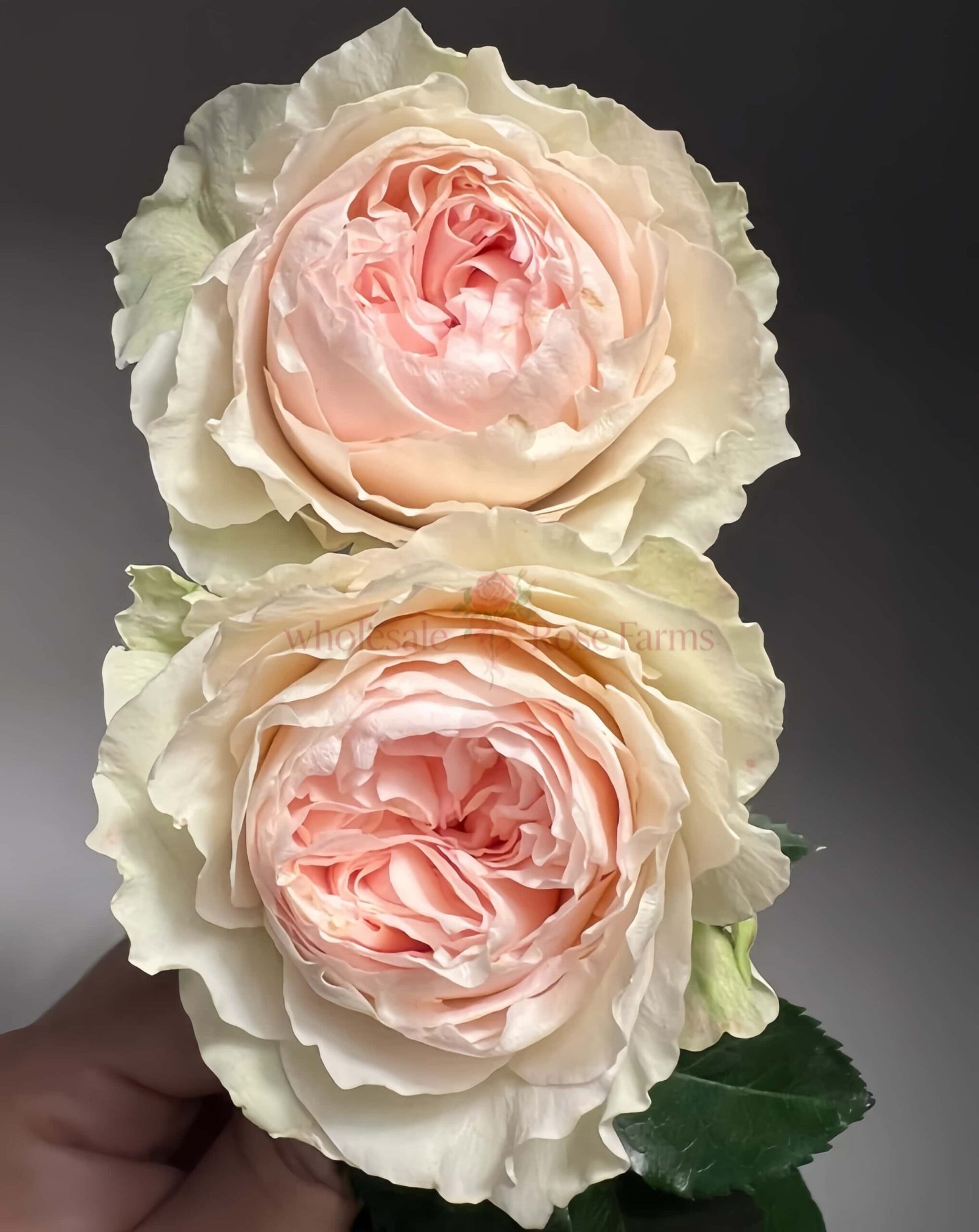 Victoria Bride Rose for Wholesale丨Wholesale Rose Farms