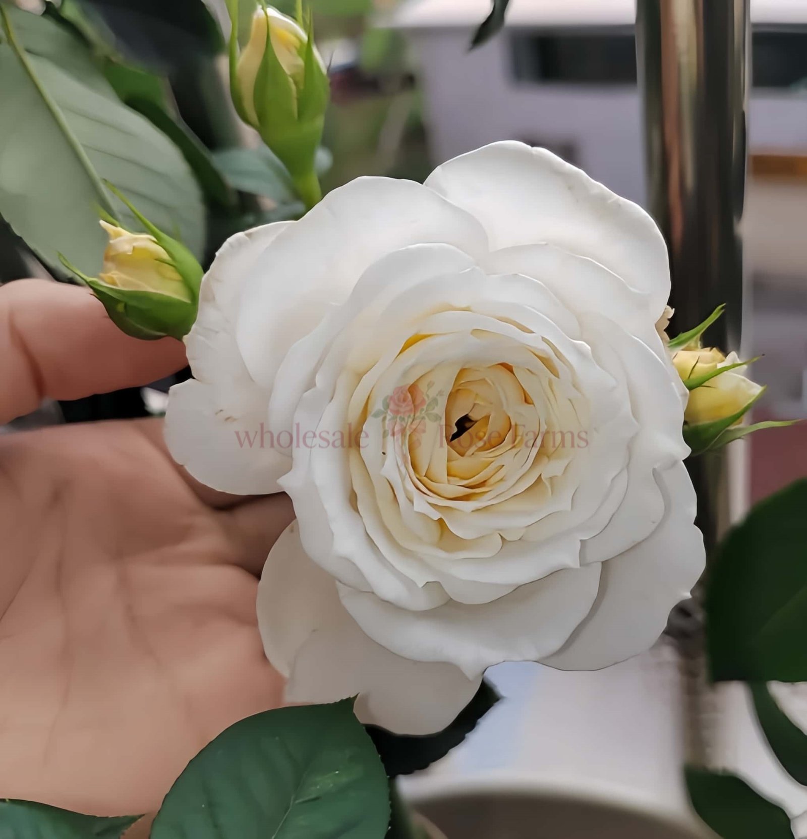 White Cloud Rose plant丨Wholesale Rose Farms