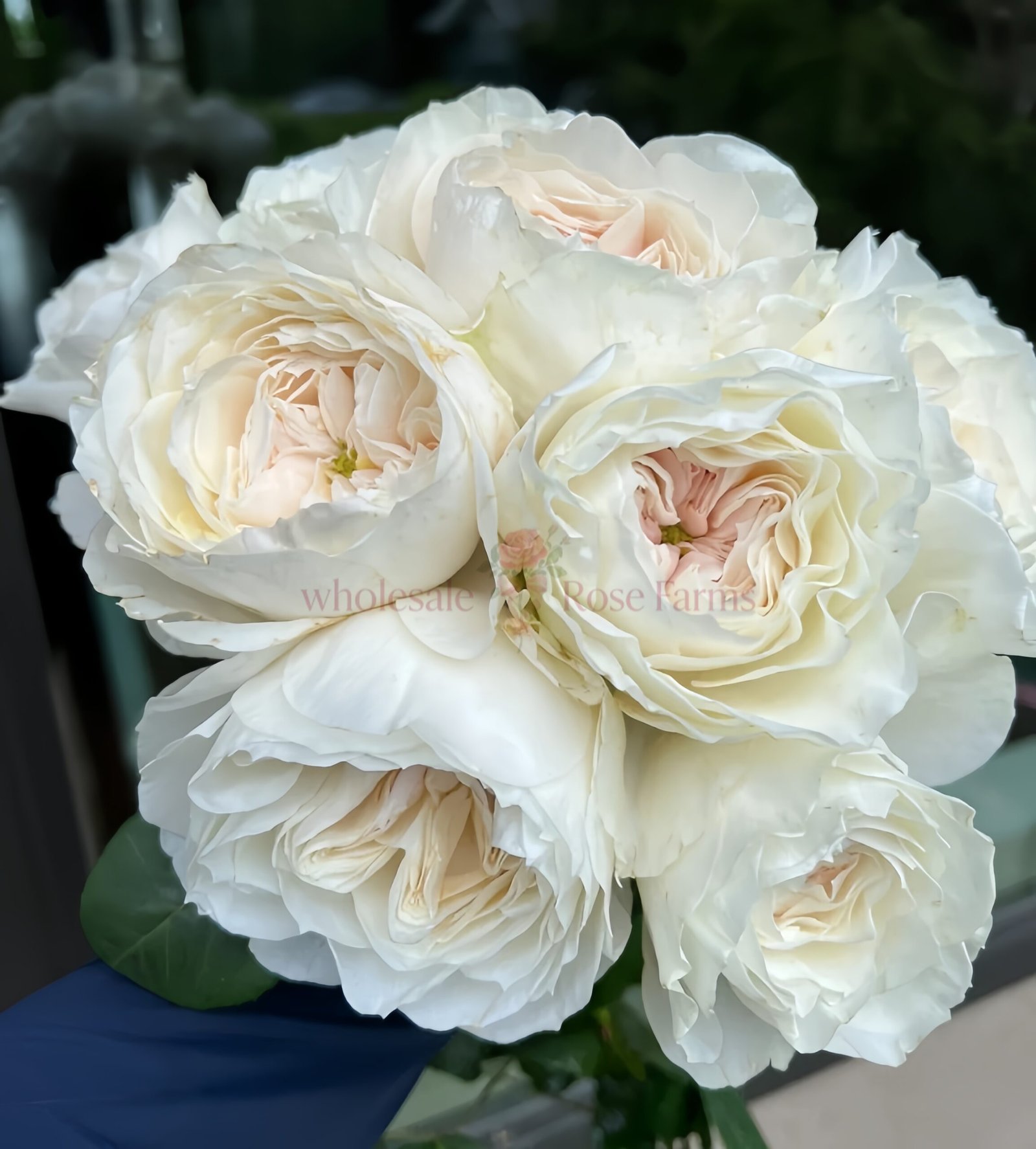 White Cloud Rose丨Wholesale Rose Farms