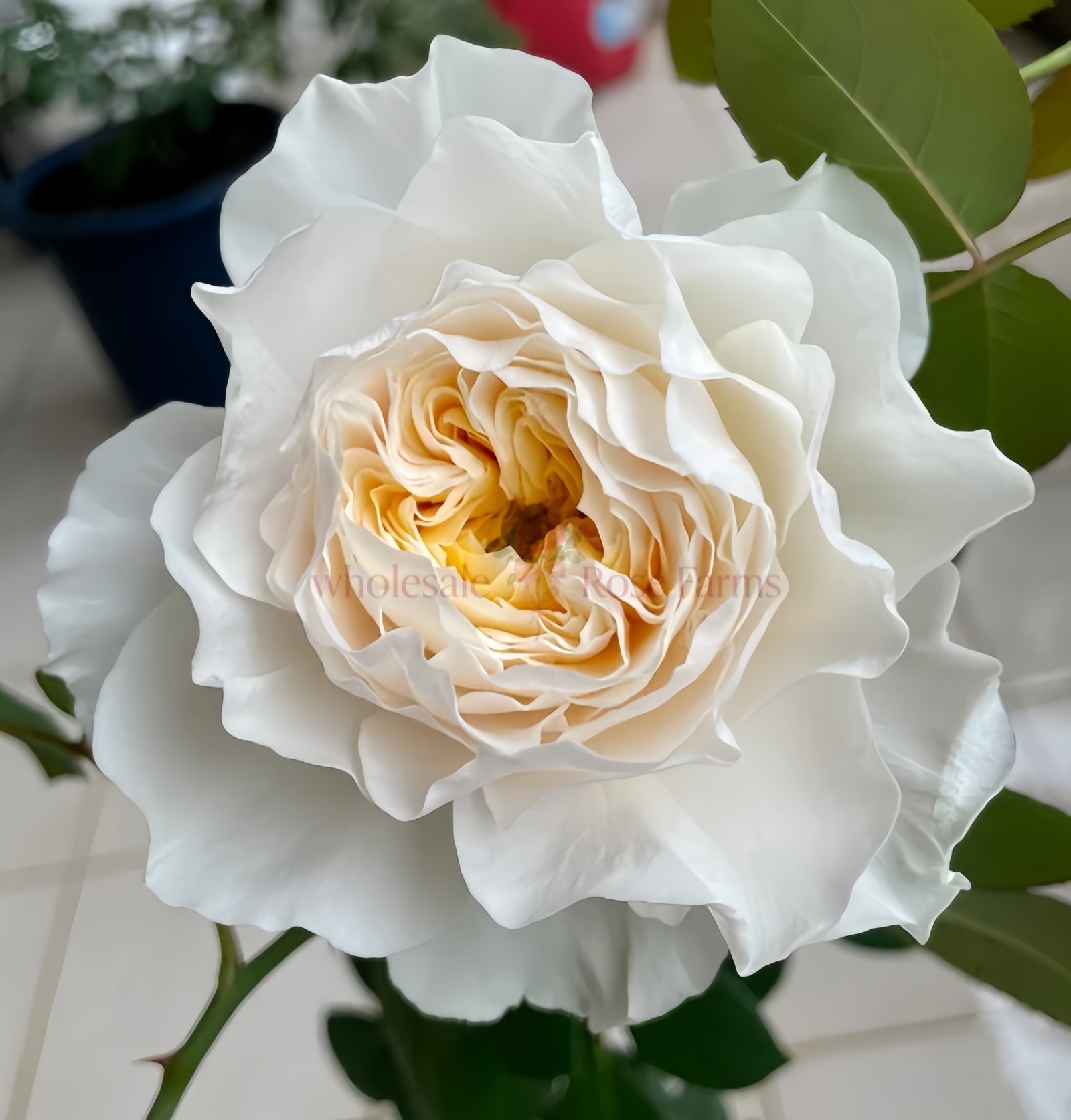 White Cloud Rose for Wholesale丨Wholesale Rose Farms